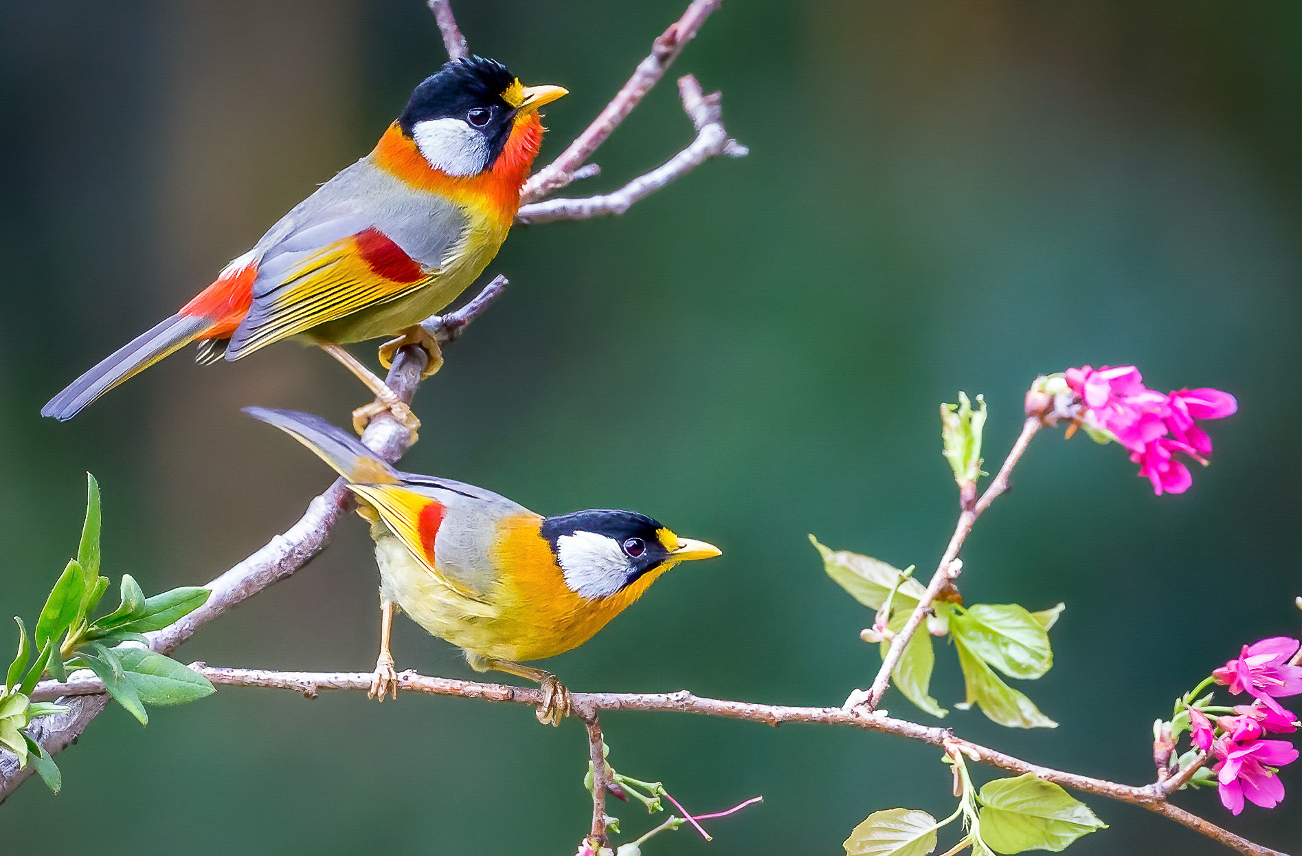 Silver-eared Mesia
