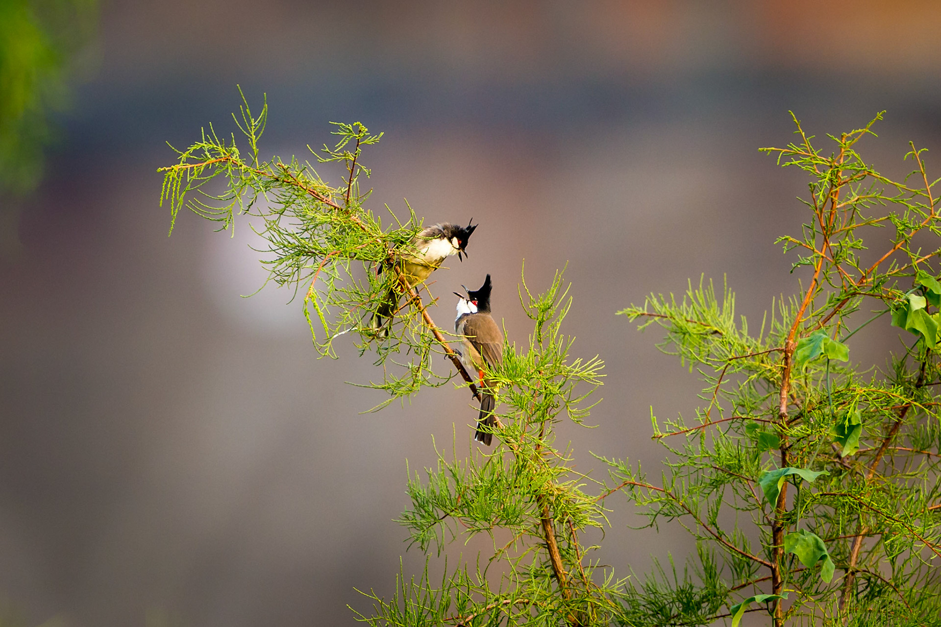 Red-whiskerd Bulbul