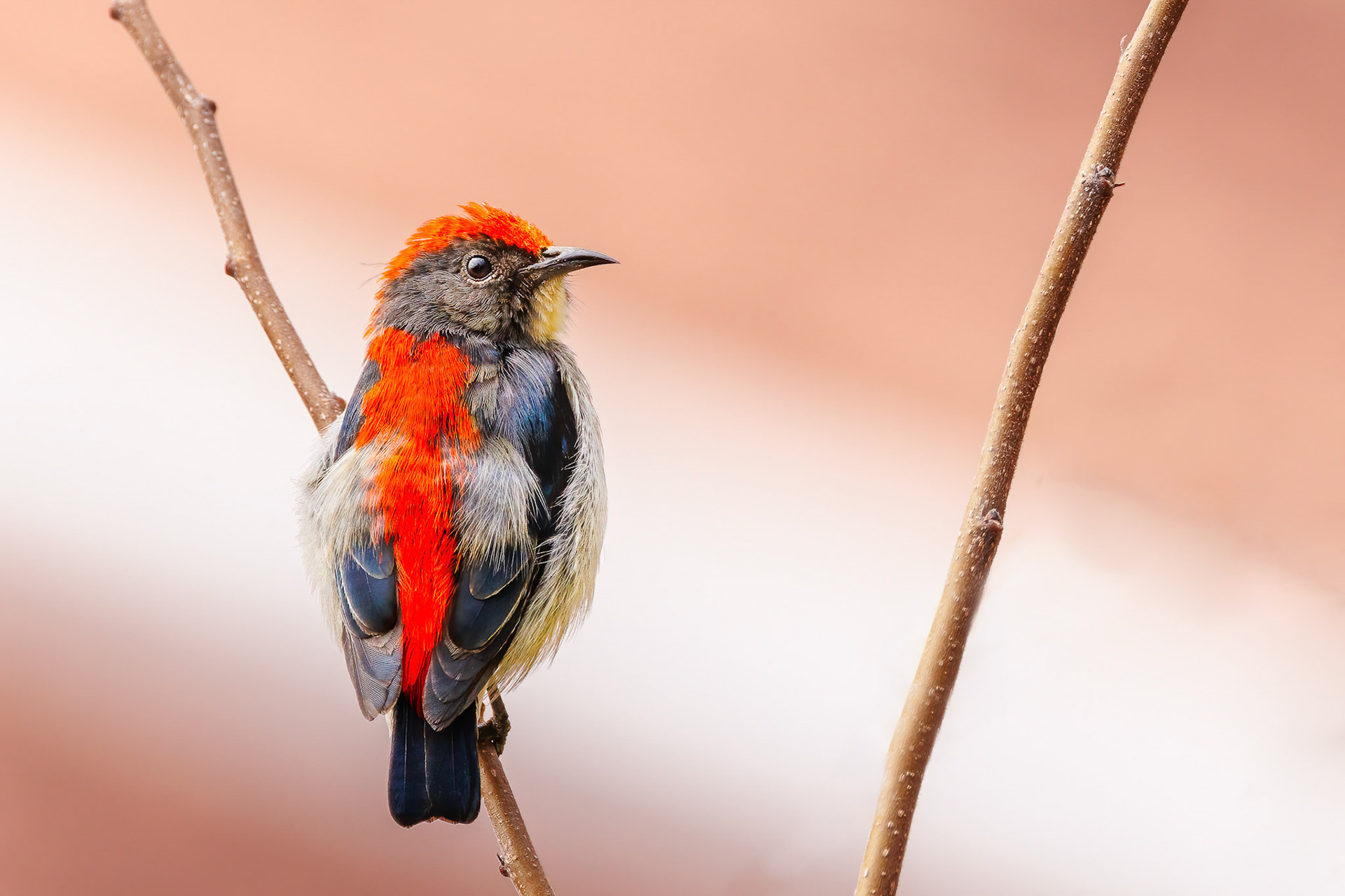 Scarlet-backed Flowerpecker