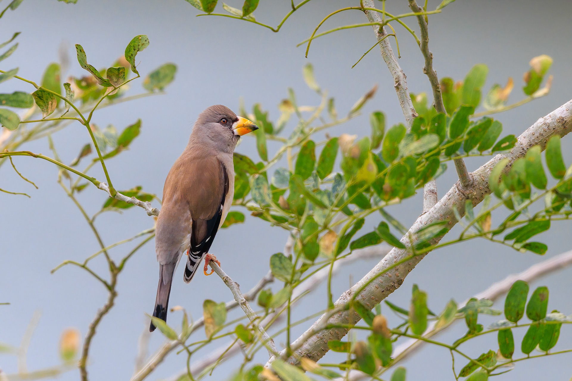 Chinese Grosbeak female