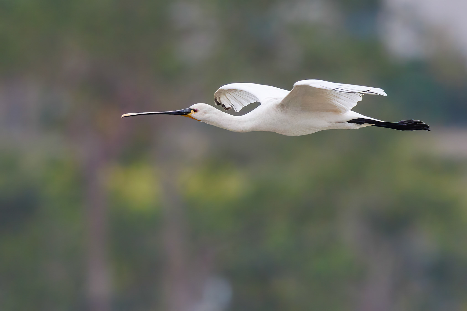 Eurasian Spoonbill