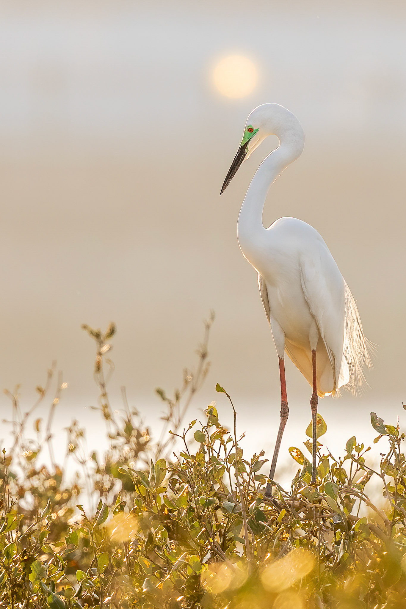 Great Egret