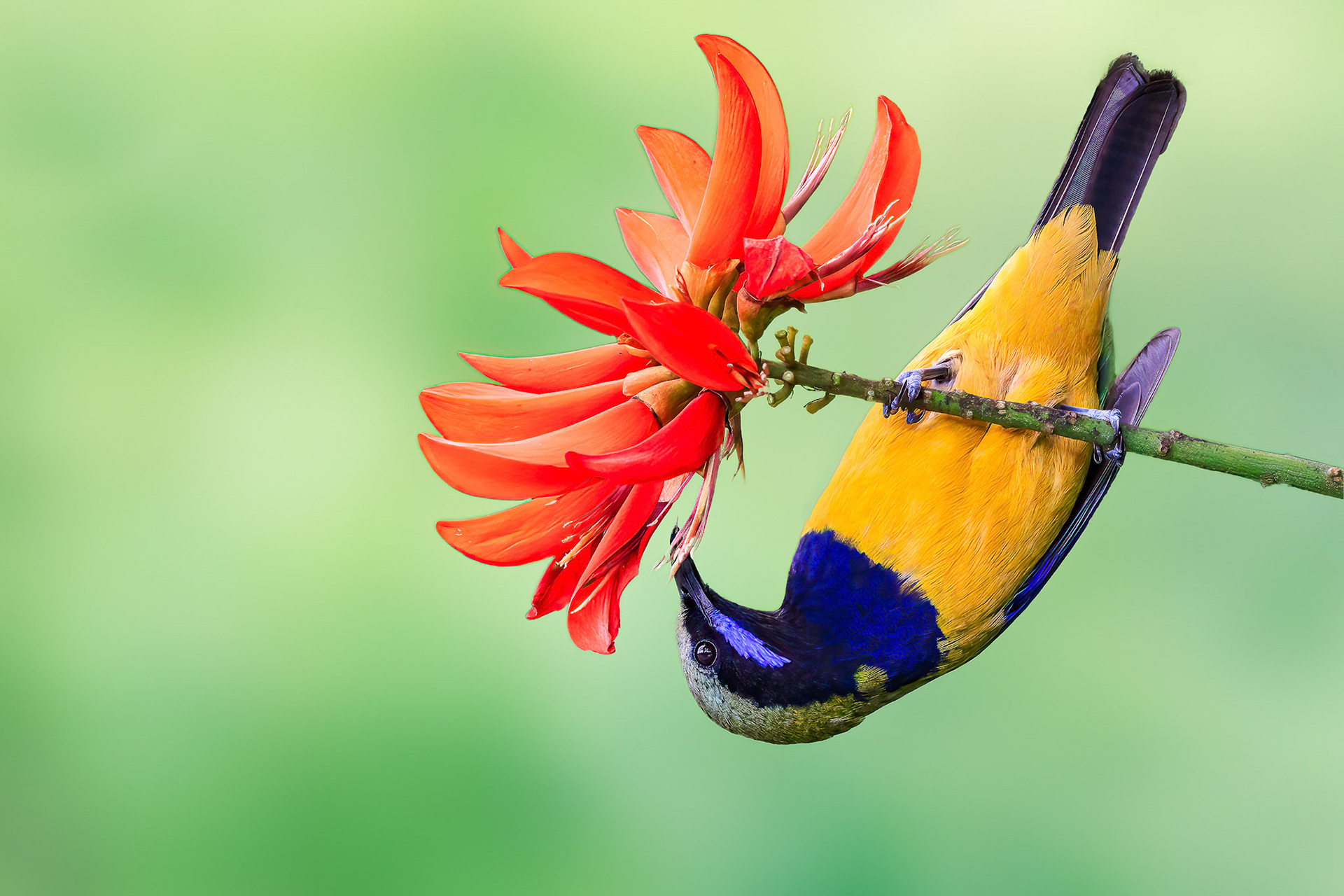 Orange-bellied Leafbird