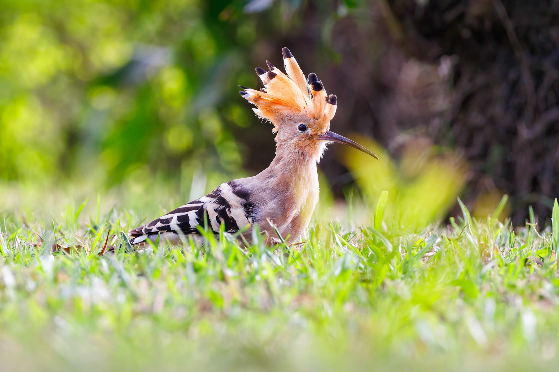 Hoopoe