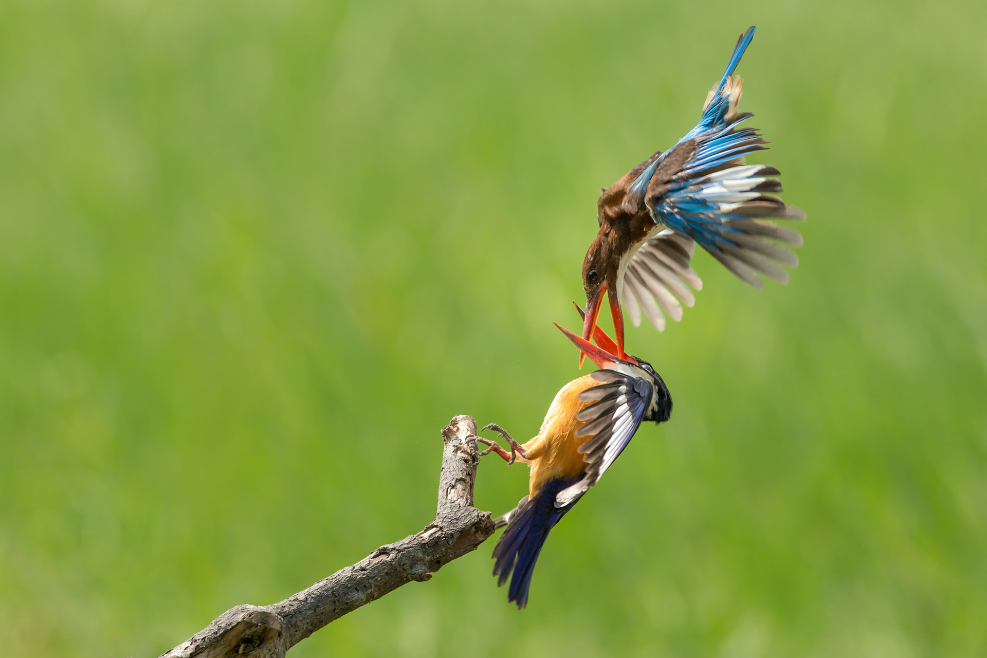 White-throated Kingfisher on top & Black-caped Kingfisher on bottom