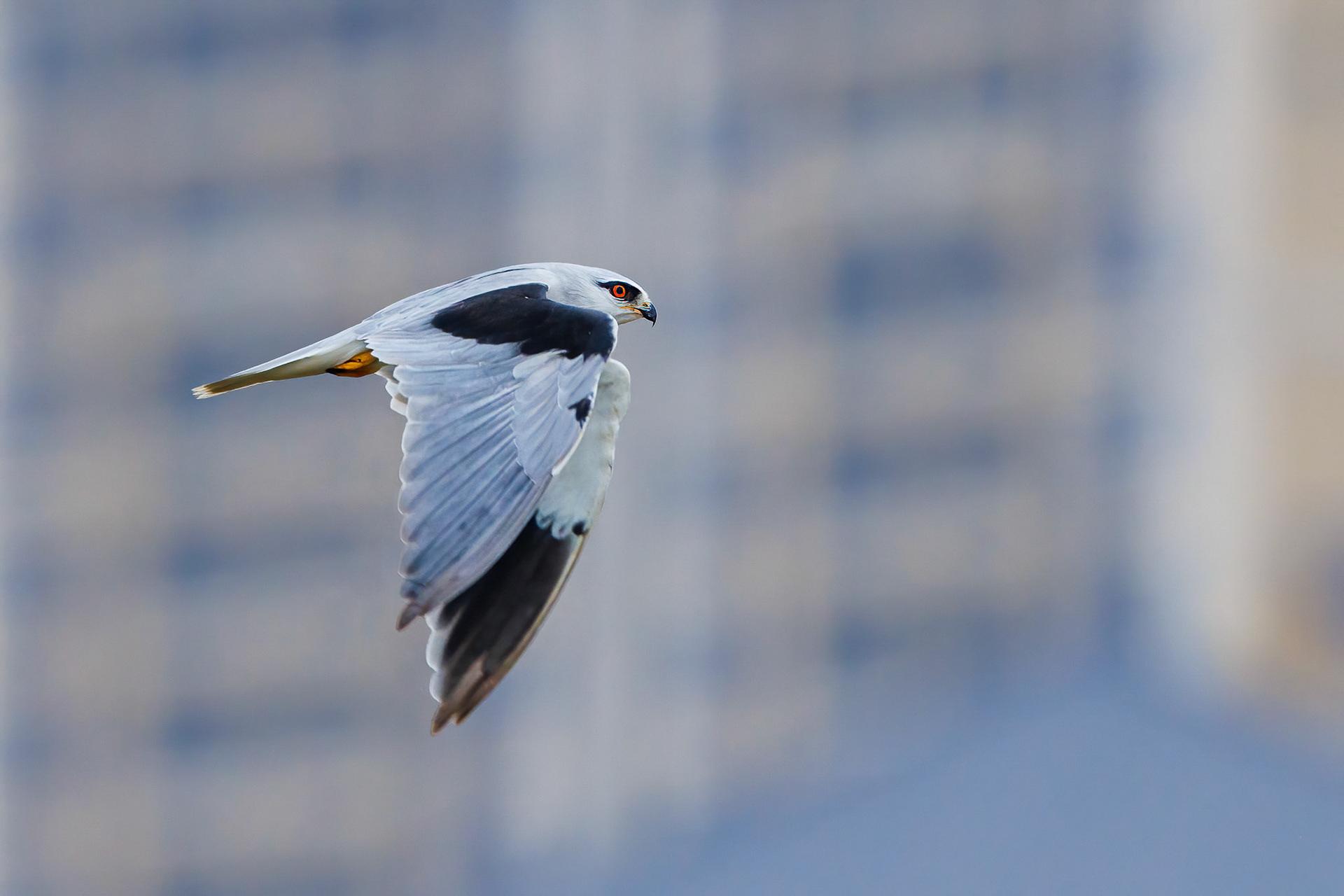 Black-winged Kite