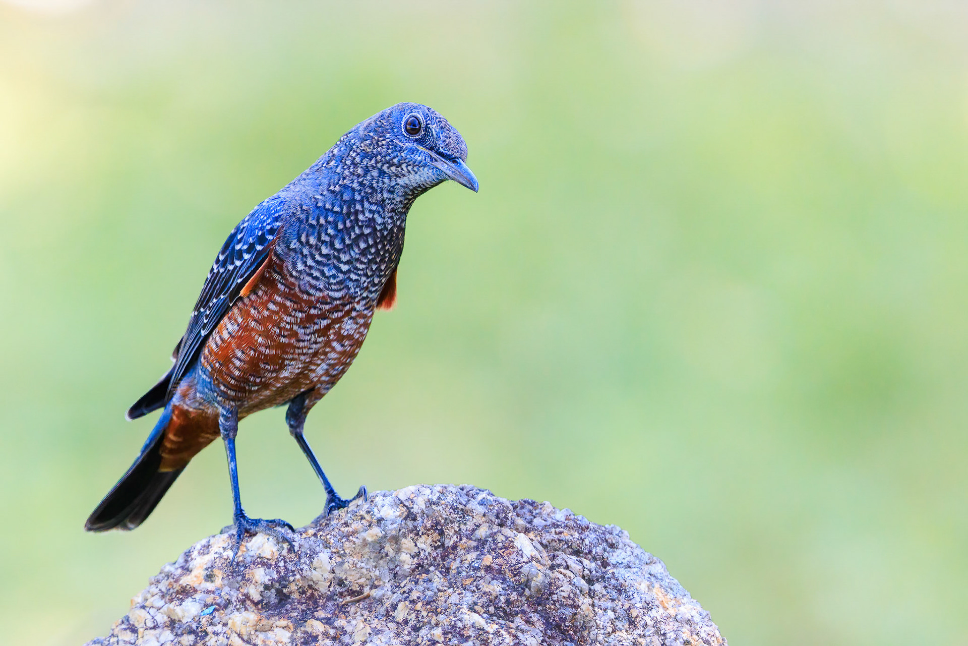 Blue-rock Thrush 