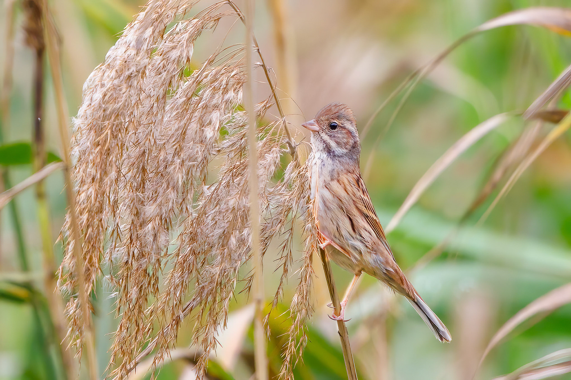 Chinese Penduline Tit Female