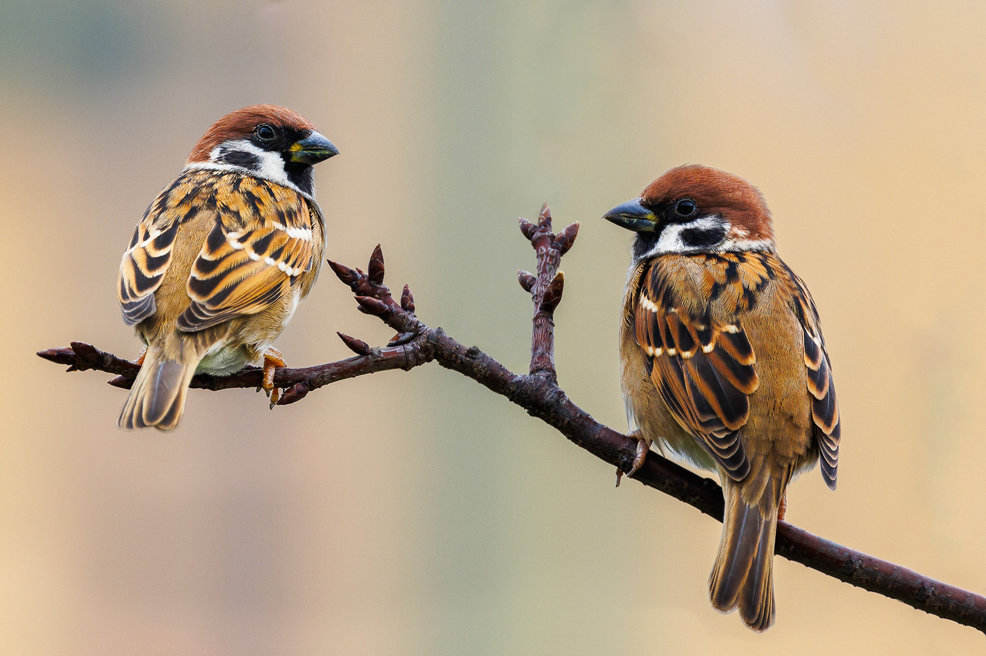 Eurasian Tree Sparrow