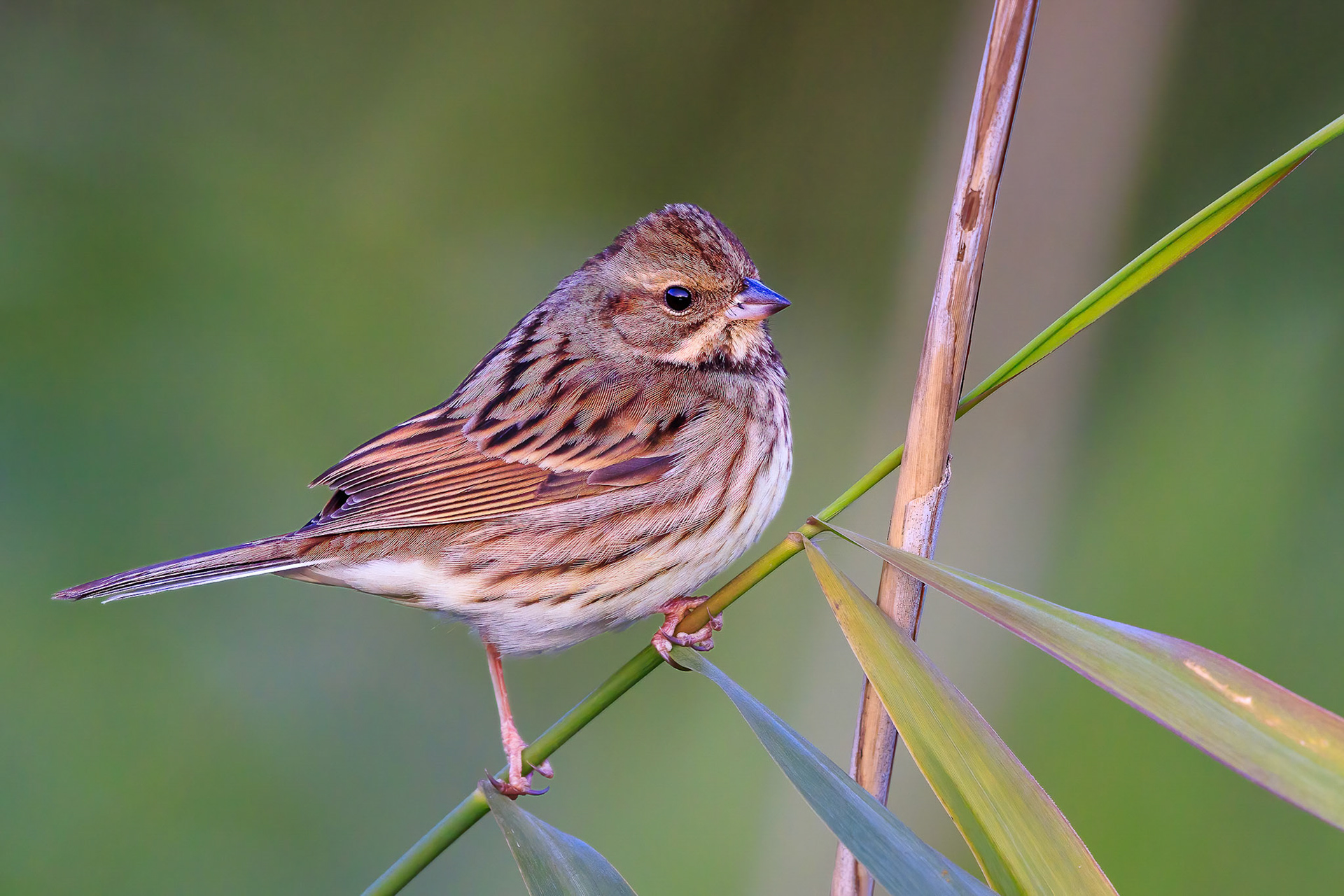 Black-faced Bounting