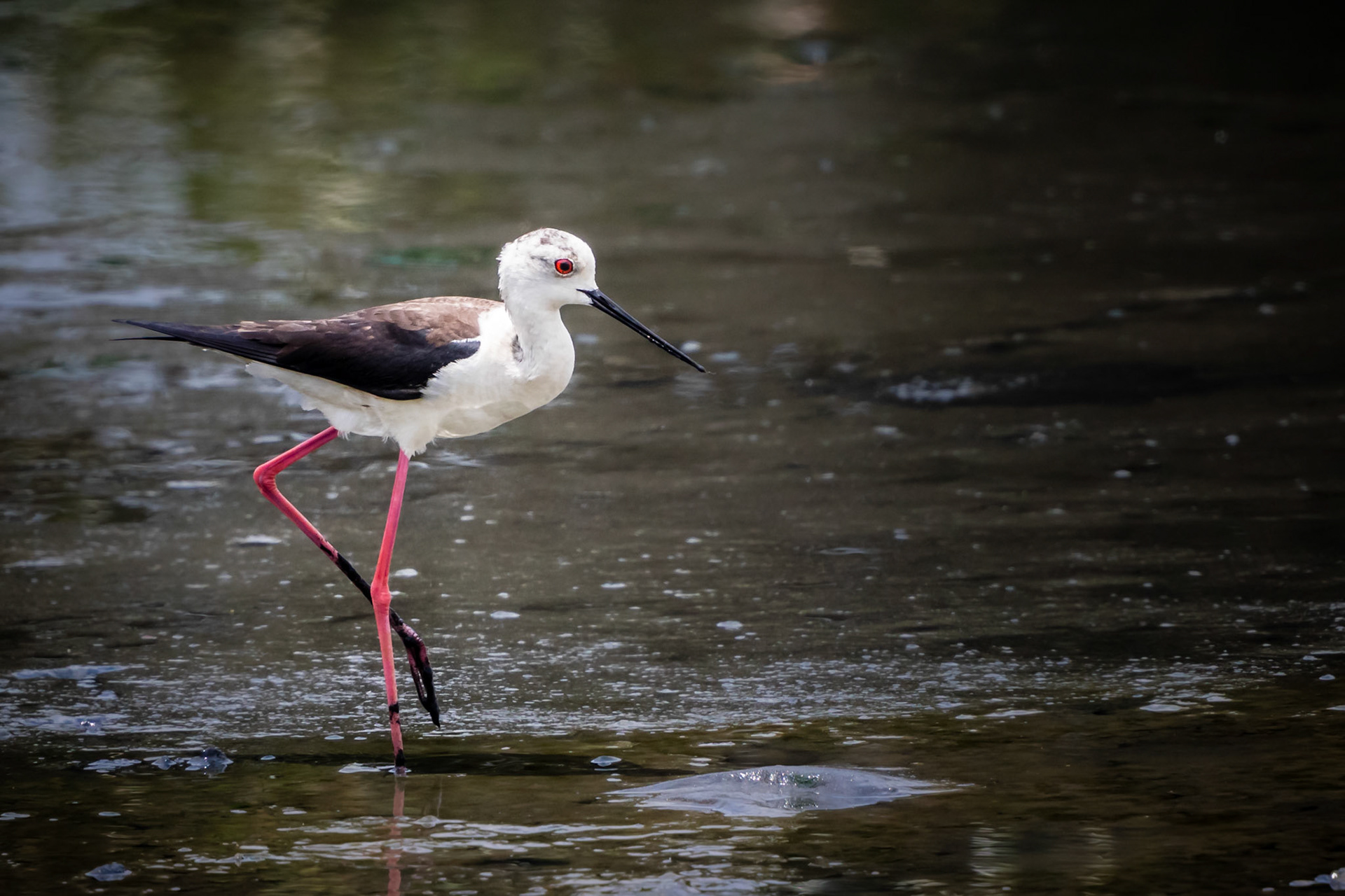 Black-winged Stilt