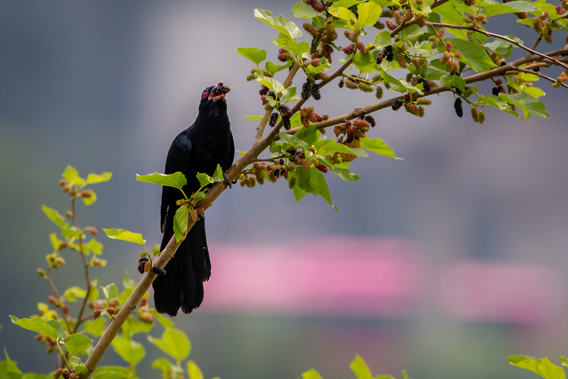 Asian Koel, male