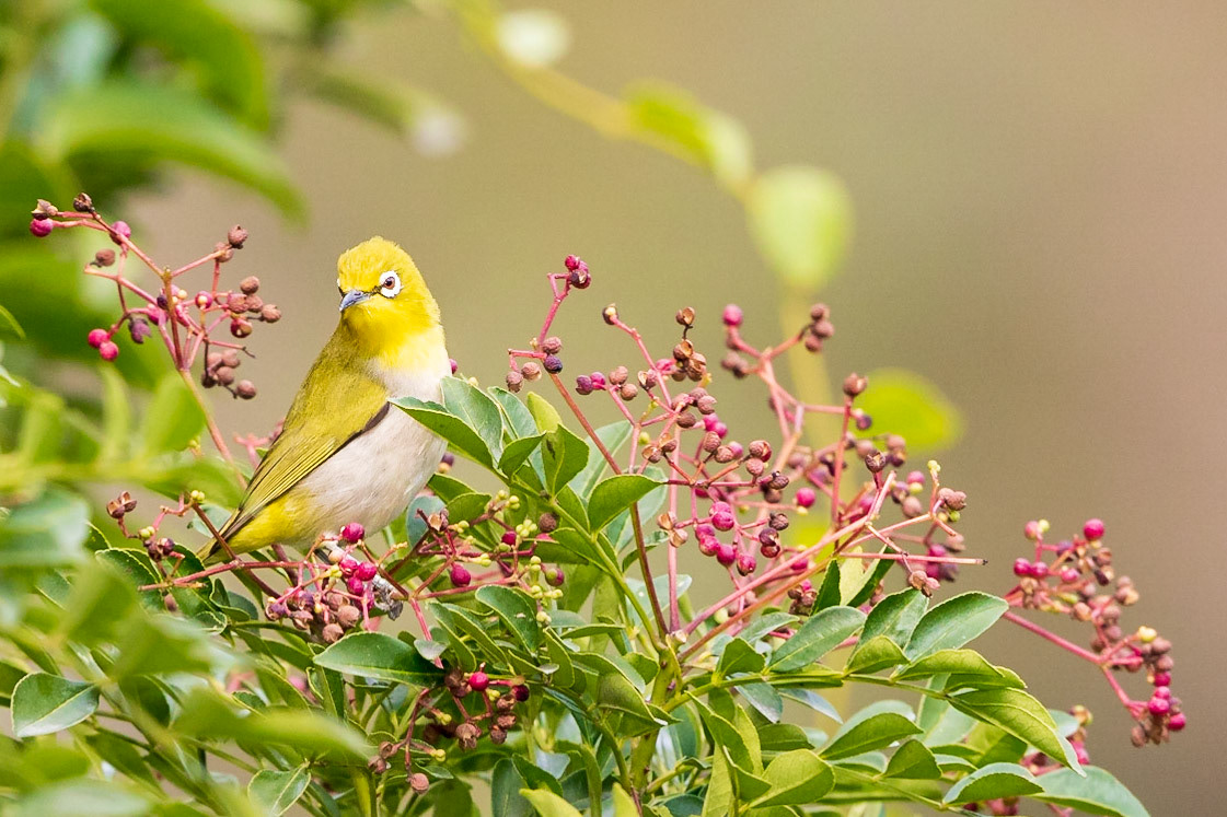Japanese White-eye