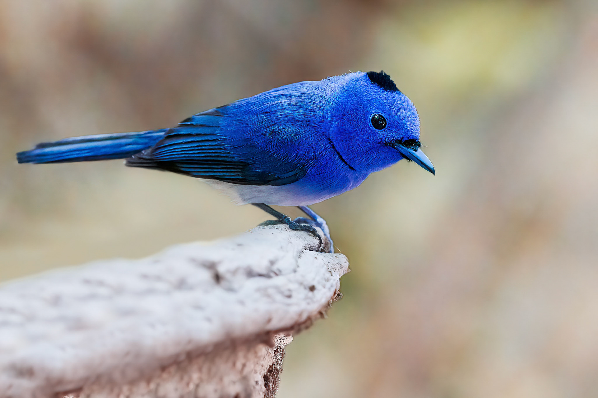 Black-naped Monarch