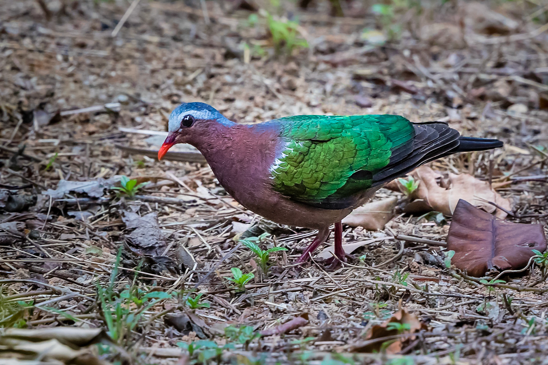 Common emerald dove