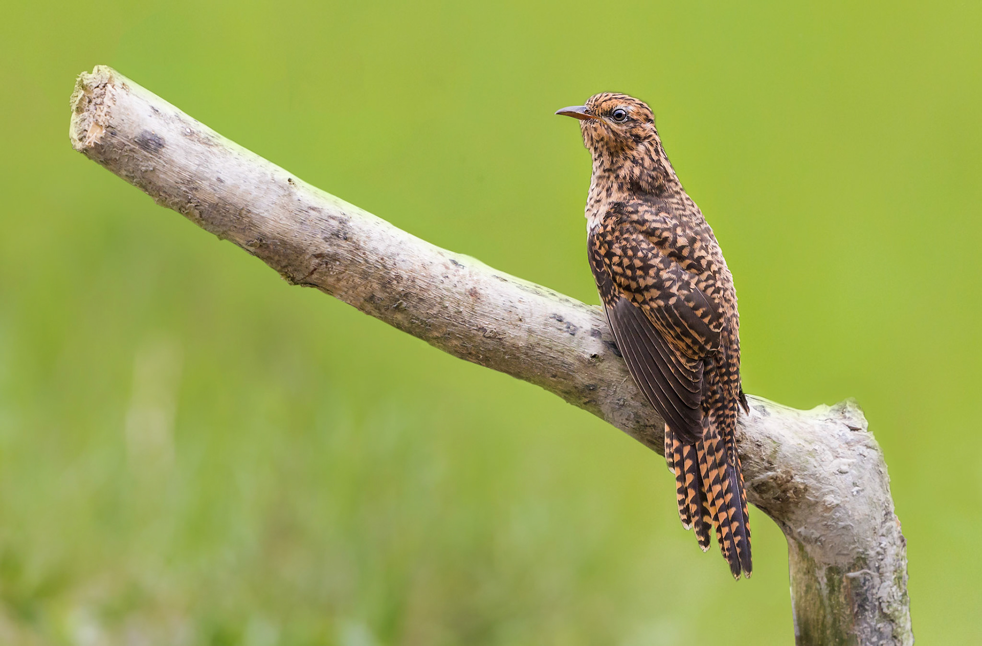 Plaititive Cuckoo