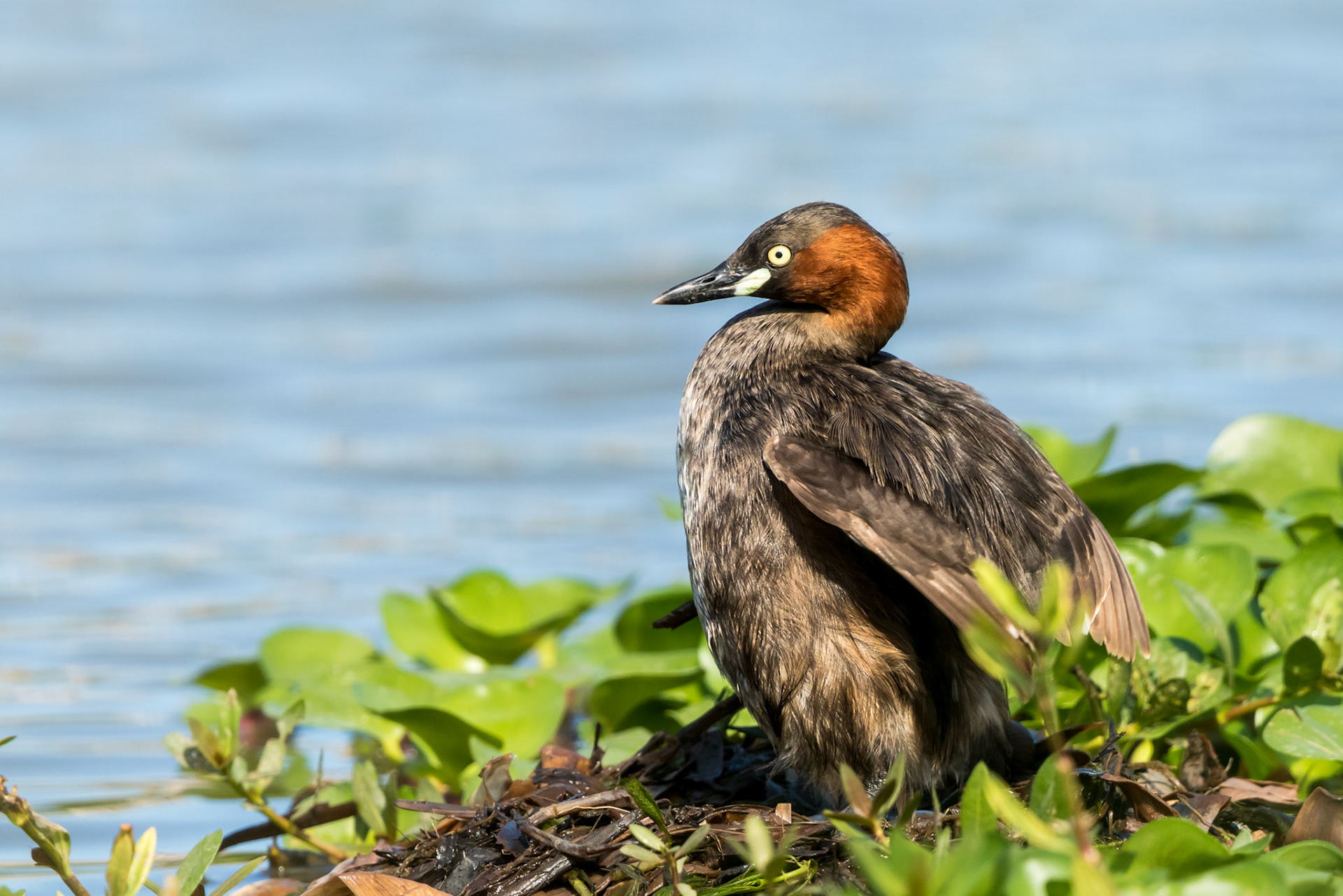 Little Grebe