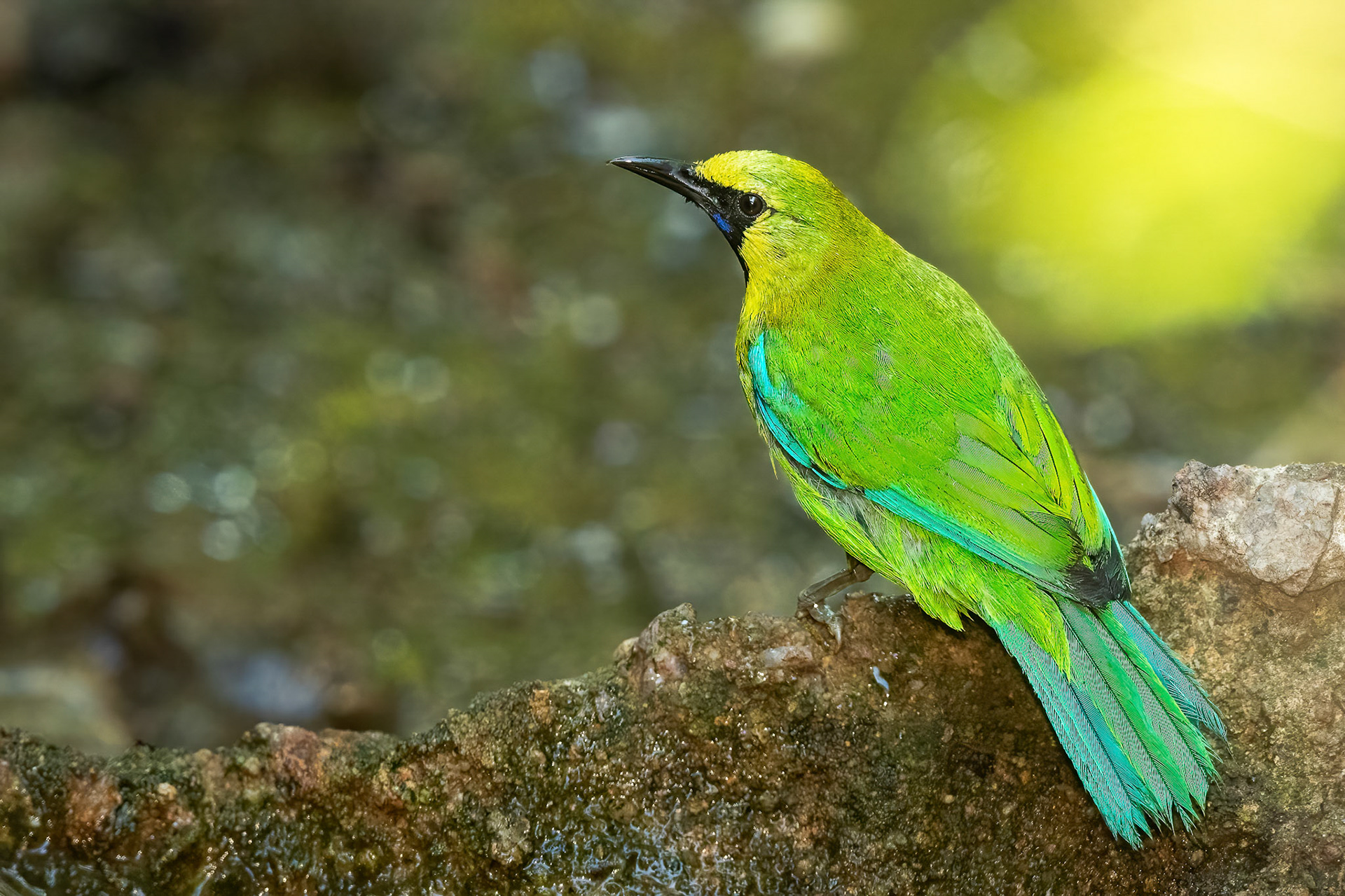 Blue-winged Leafbird