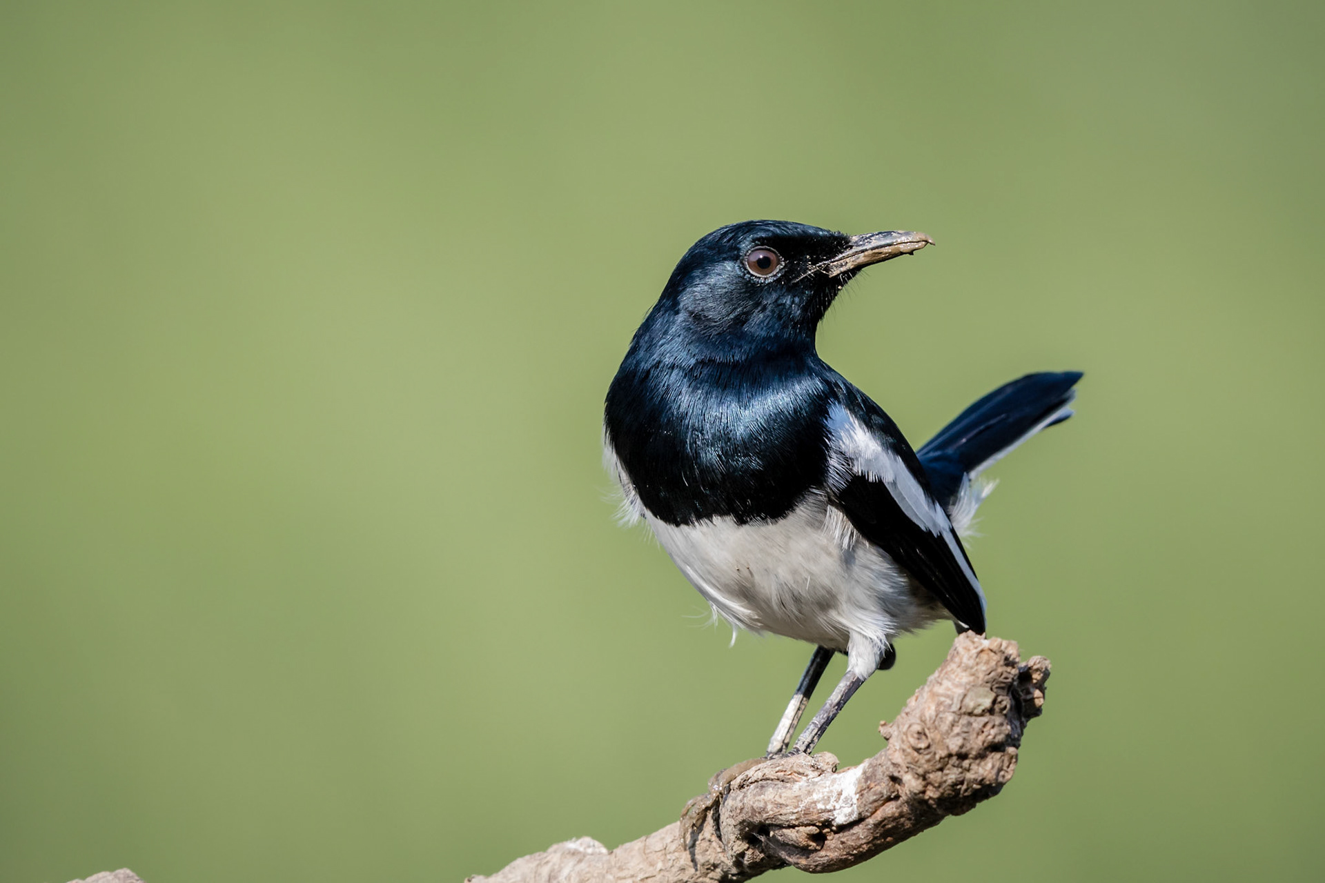 Oriental Magpie Robin