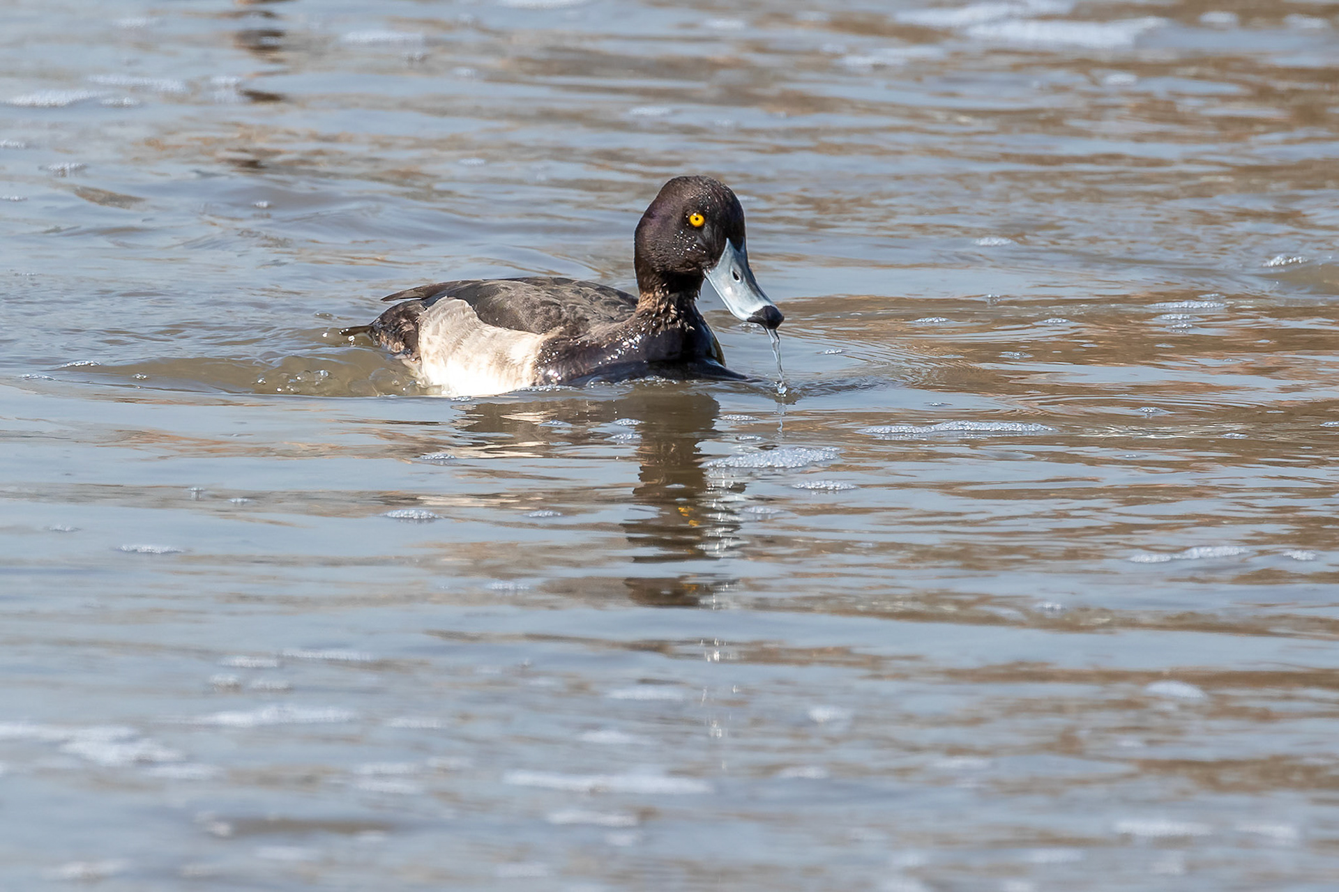 Tufted duck