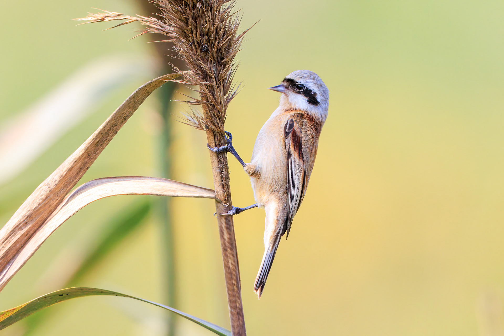 Chinese Penduline Tit
