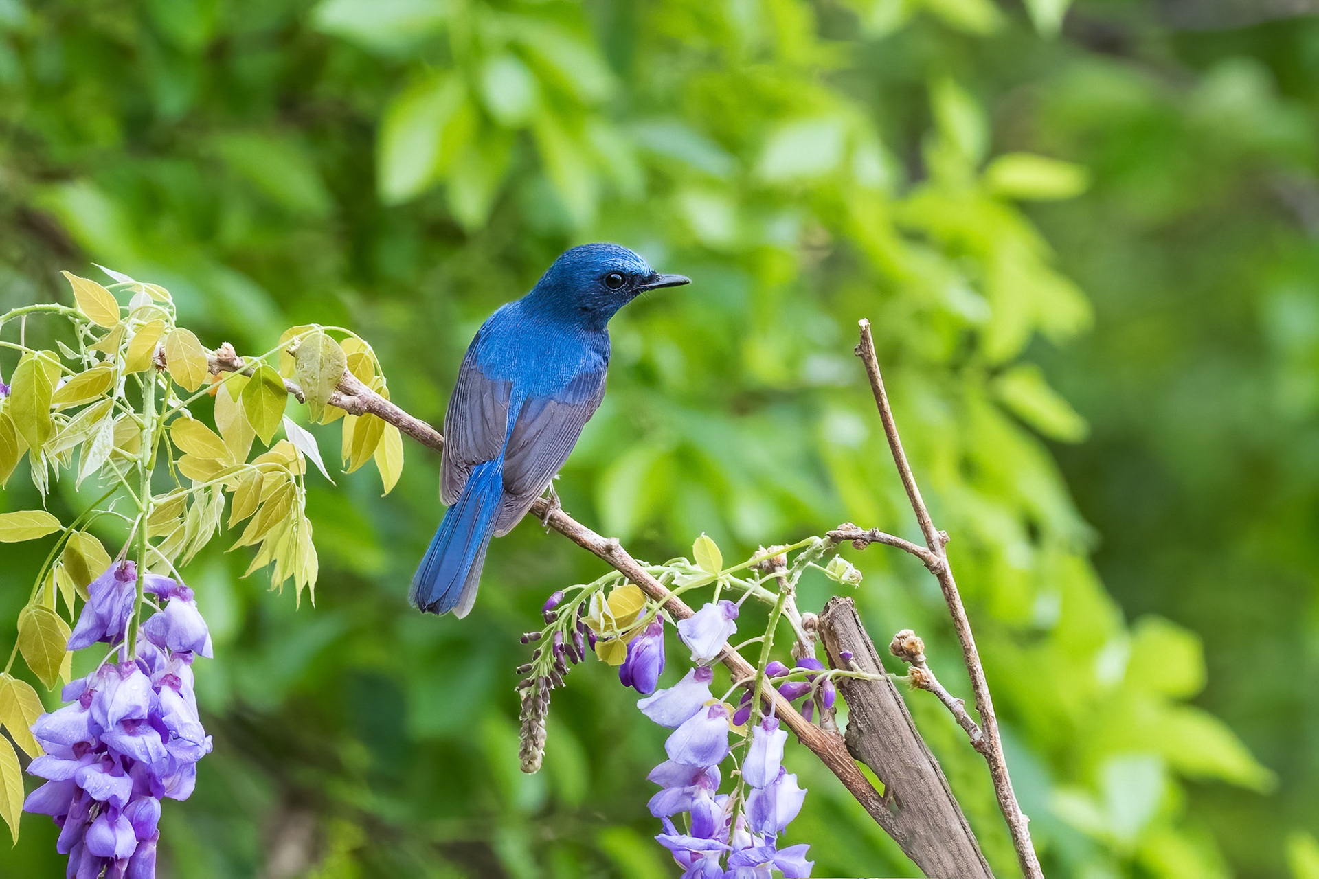 Hainan Blue Flycatcher