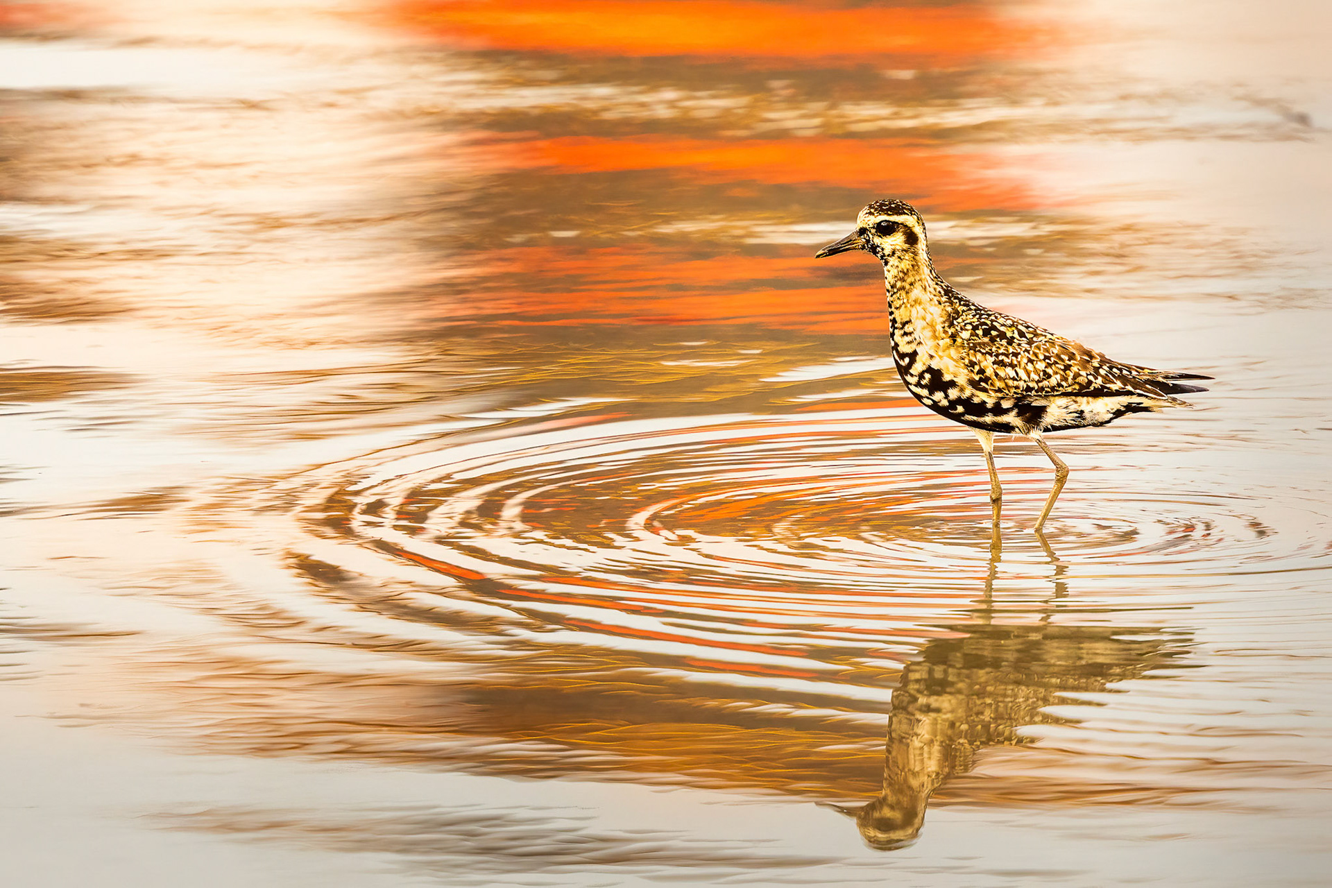 Pacific Golden Plover