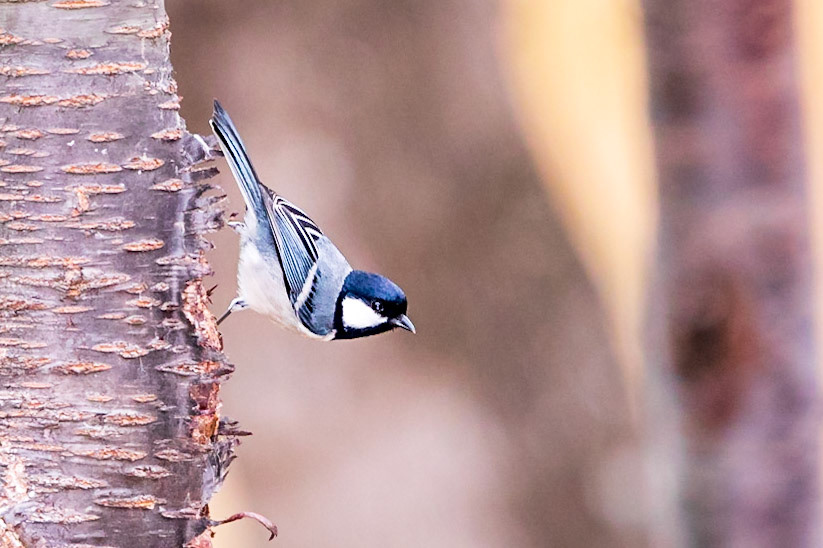 Great Tit