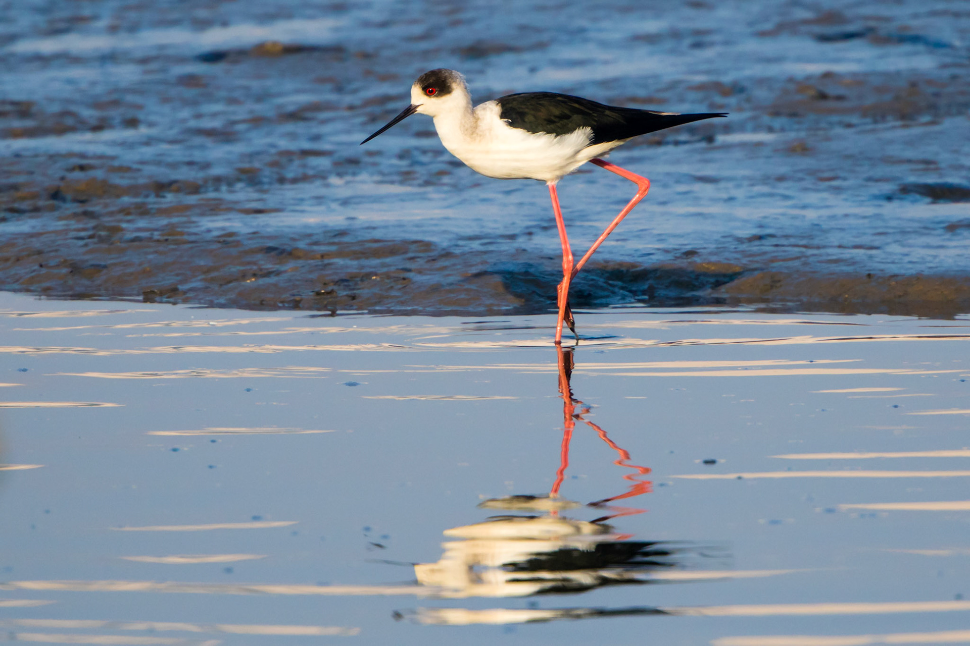 Black-winged stilt