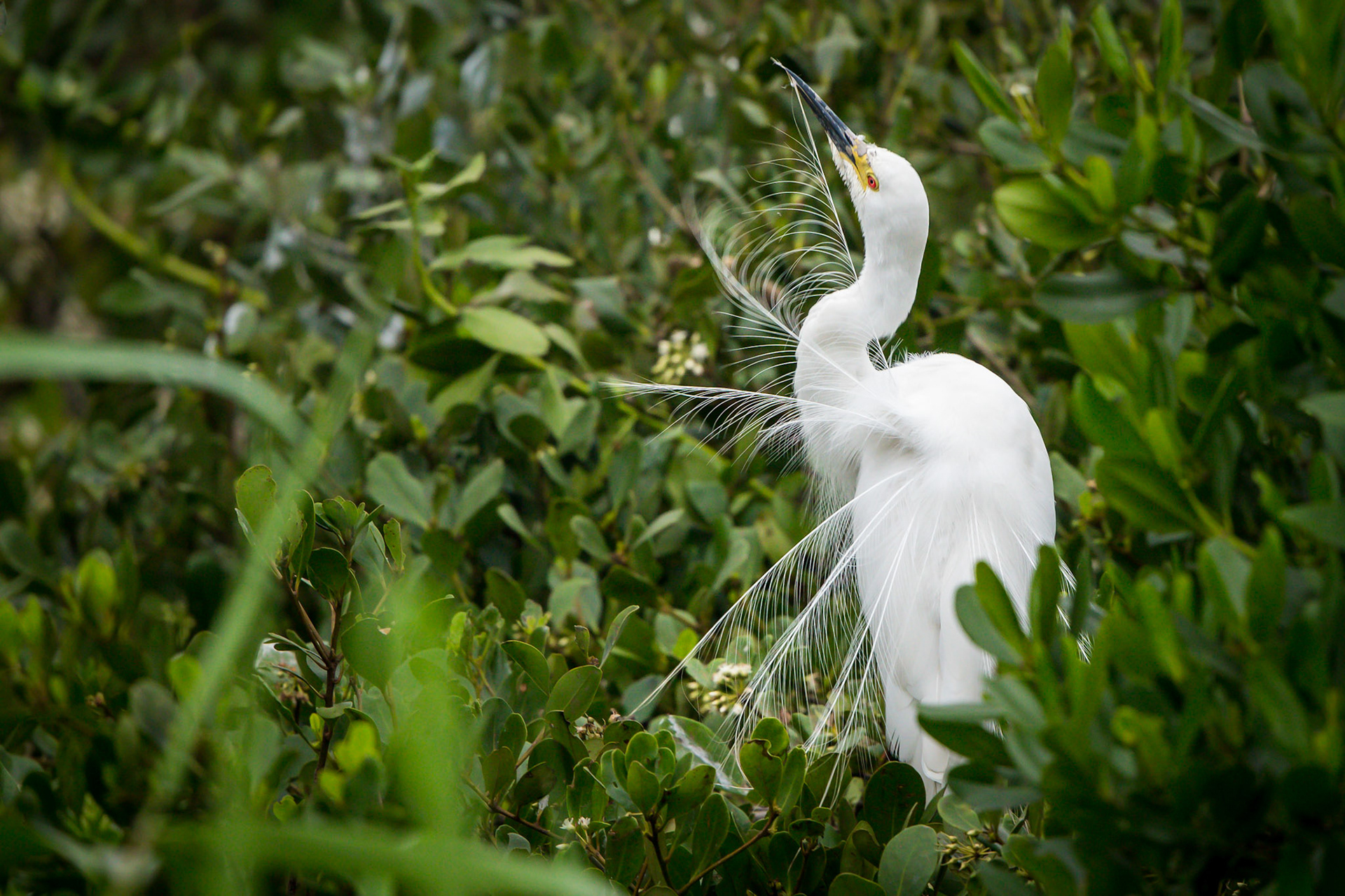 Intermidiate Egret