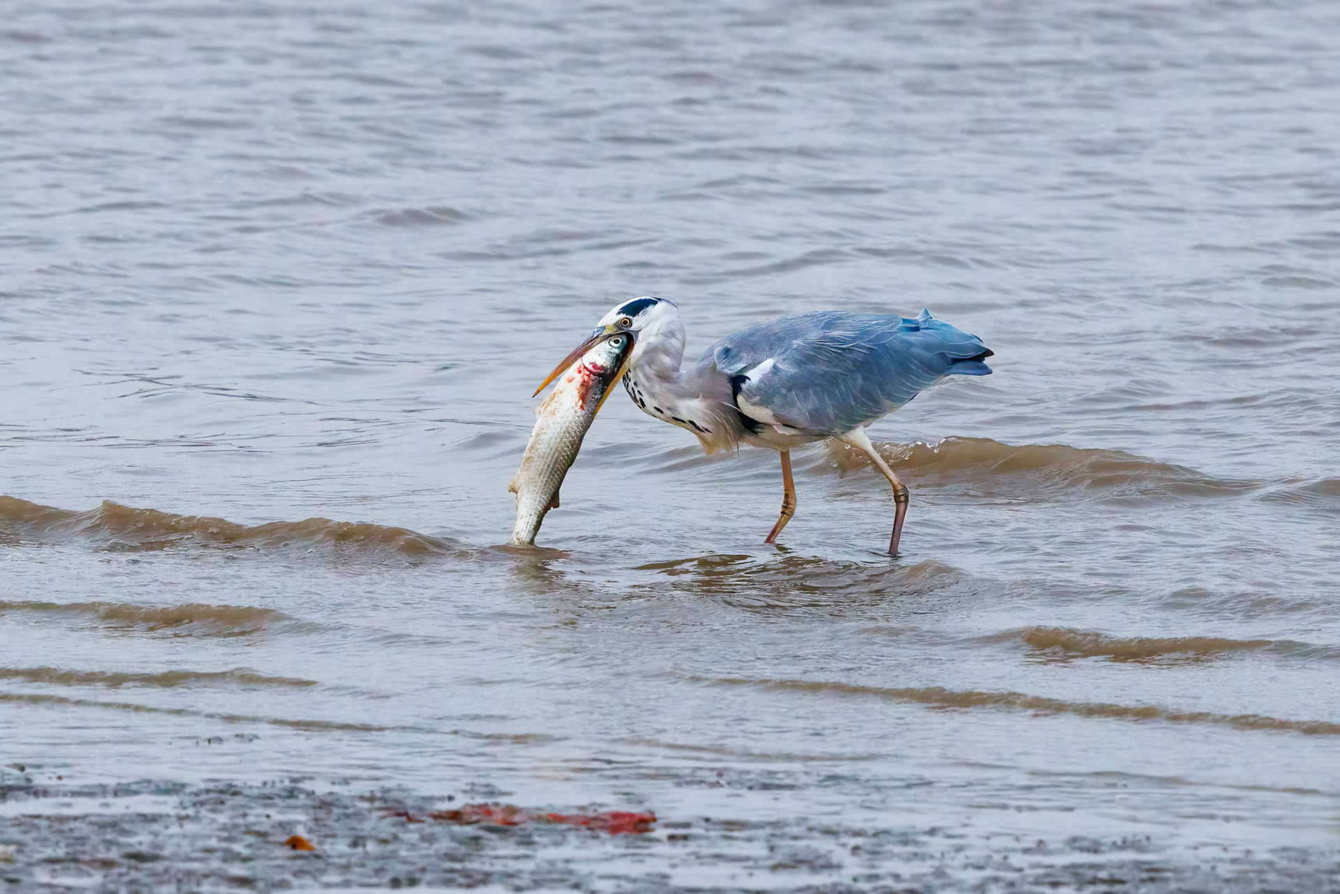 Grey Heron