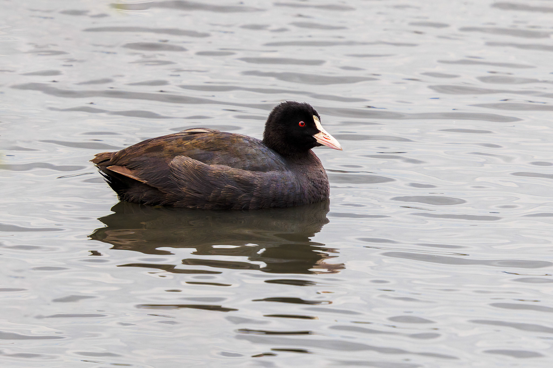 Eurasian Coot