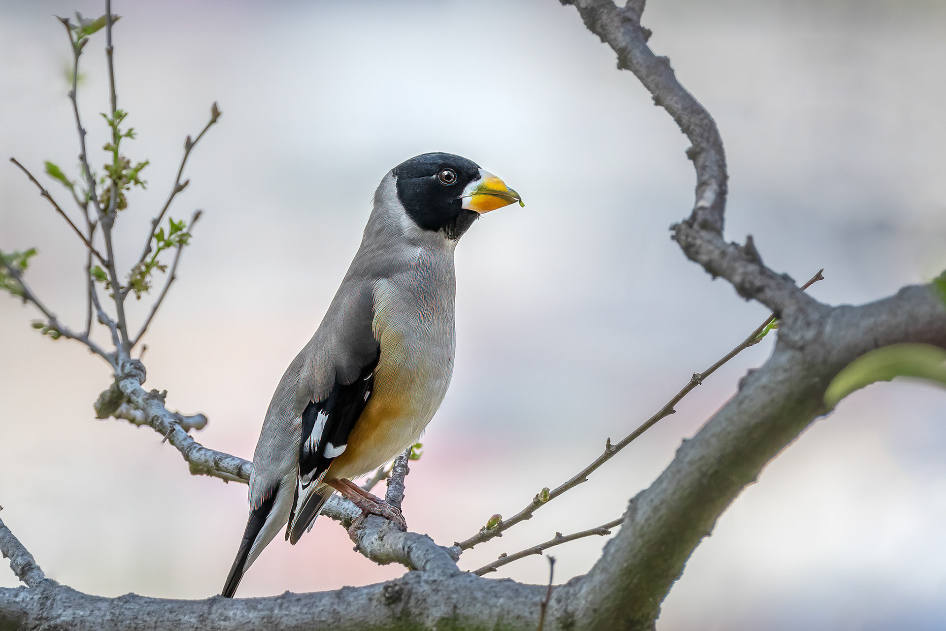 Chinese Grosbeak
