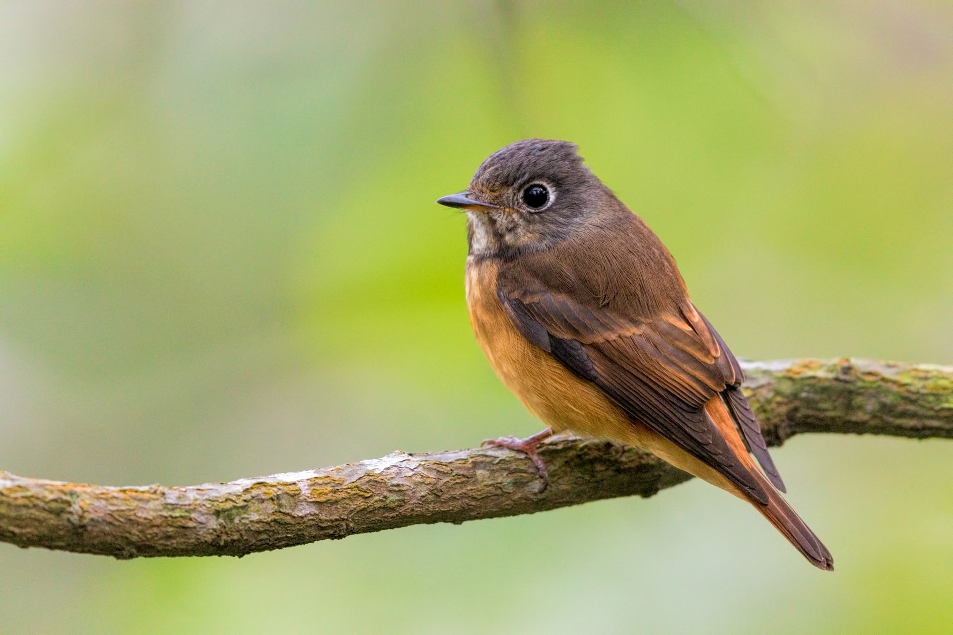 Ferruginous Flycatcher