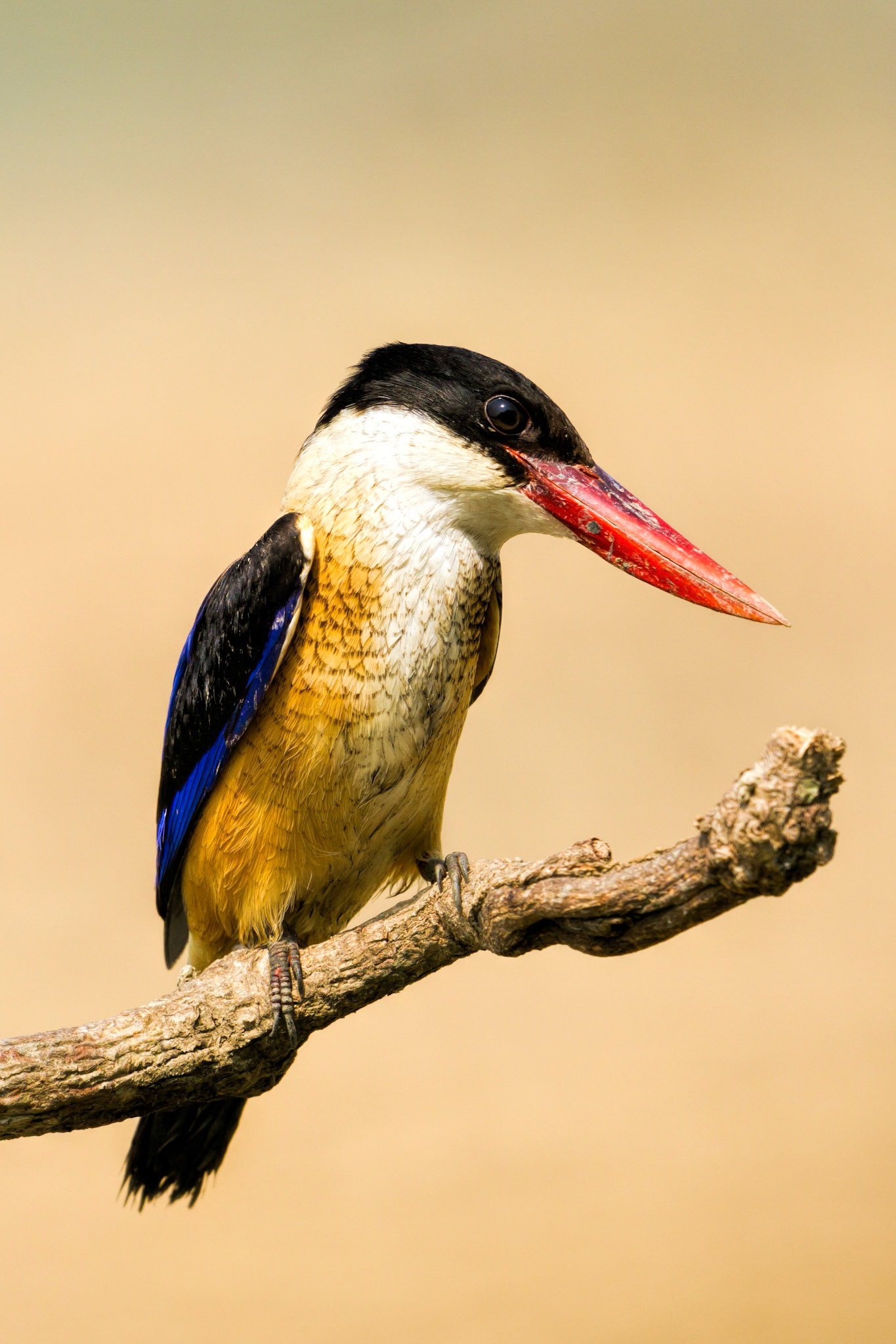Black-capped Kingfisher