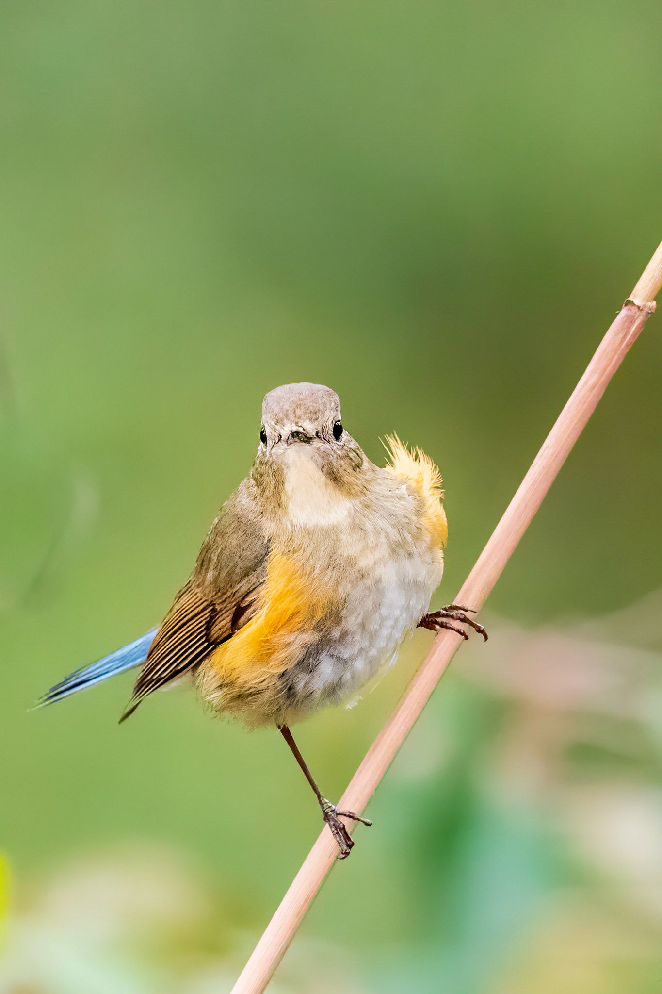 Red-flanked Bluetail