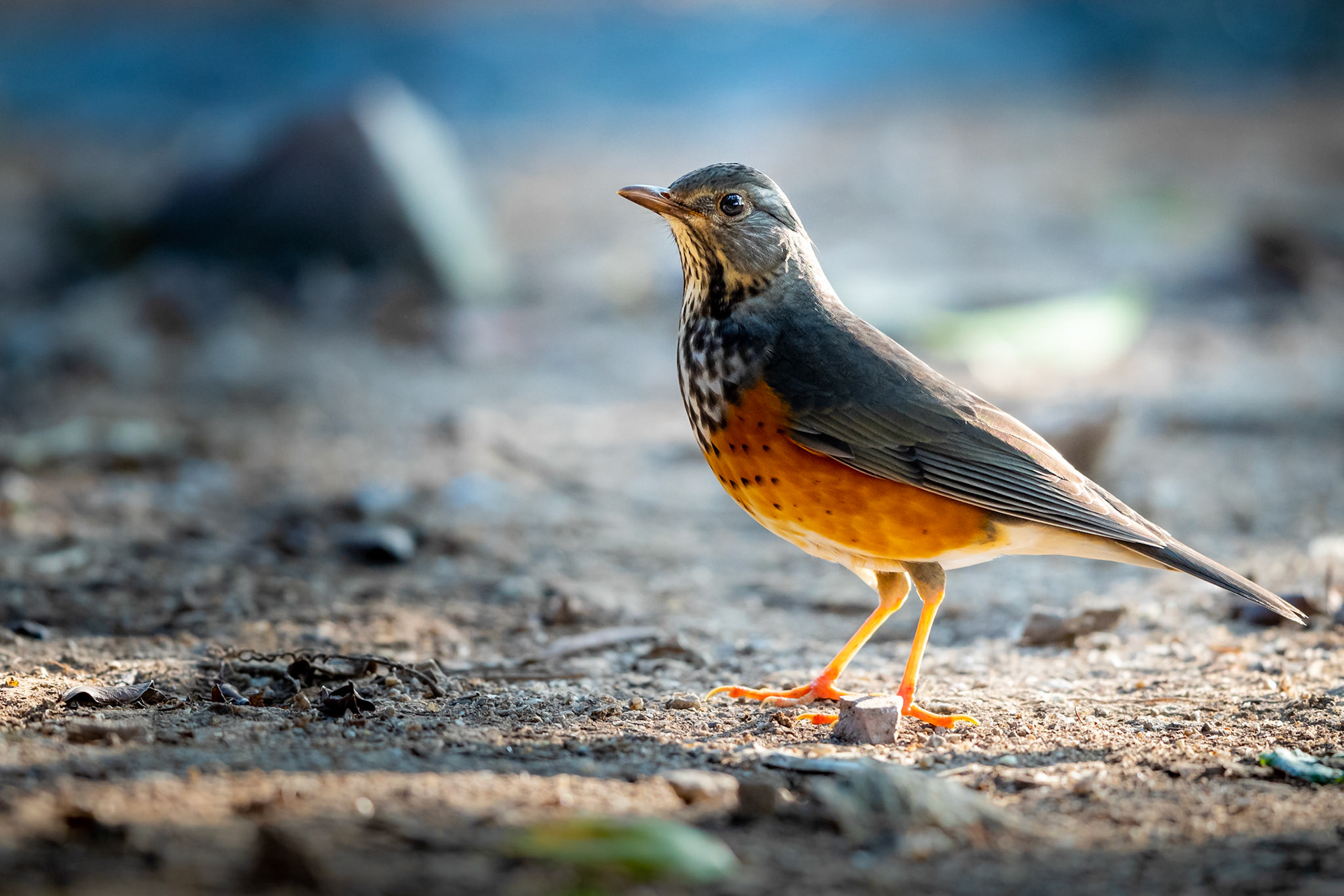 Grey-backed Trush