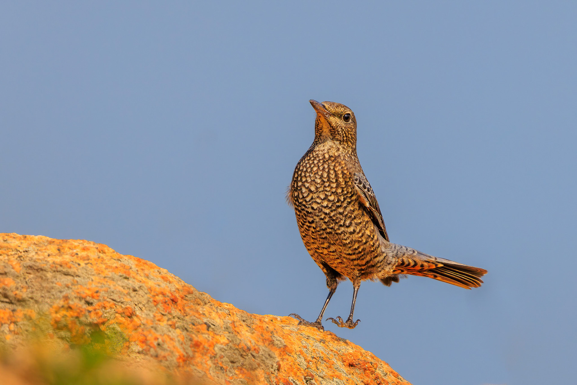 Blue-rock Thrush Female