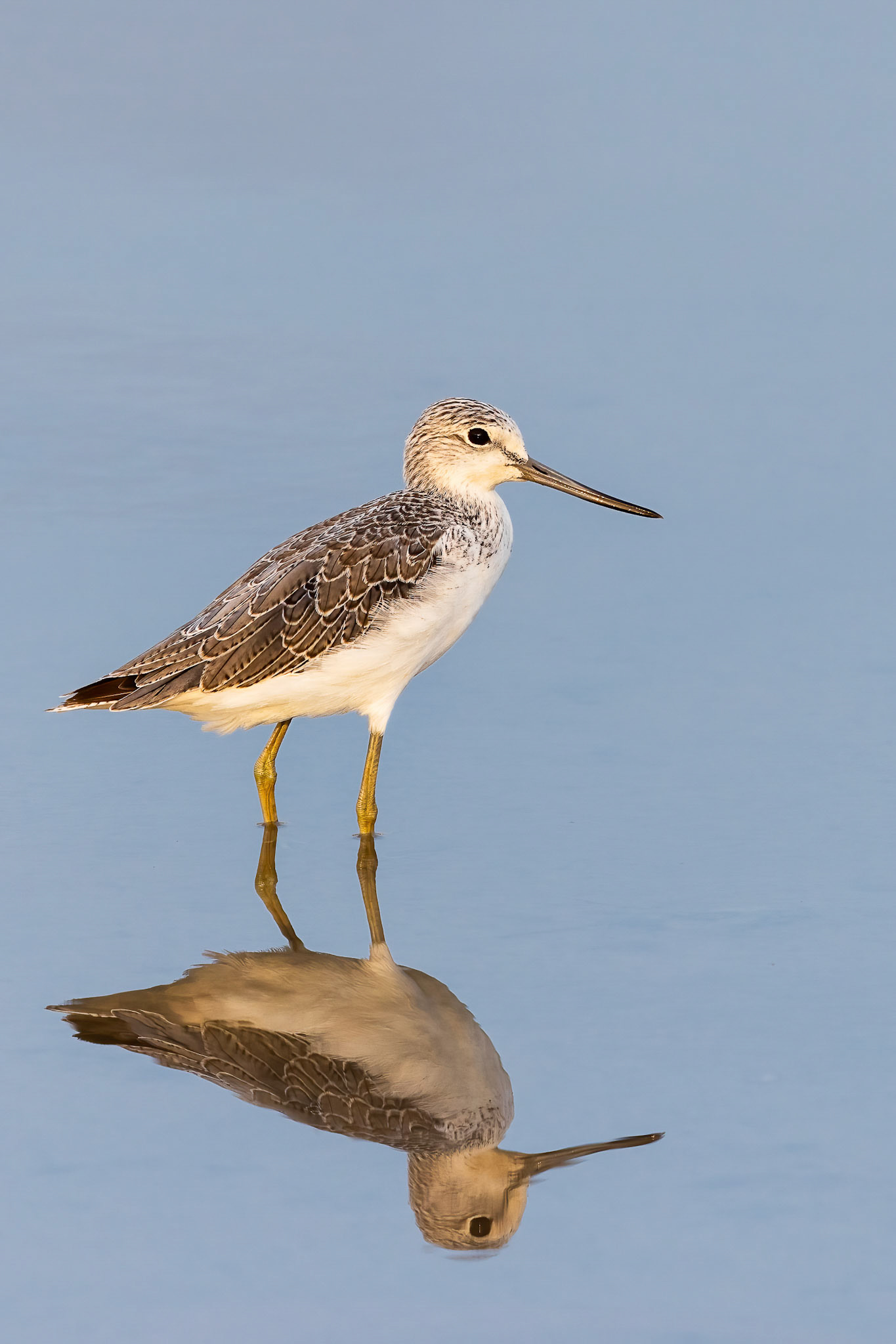 Common Greenshank