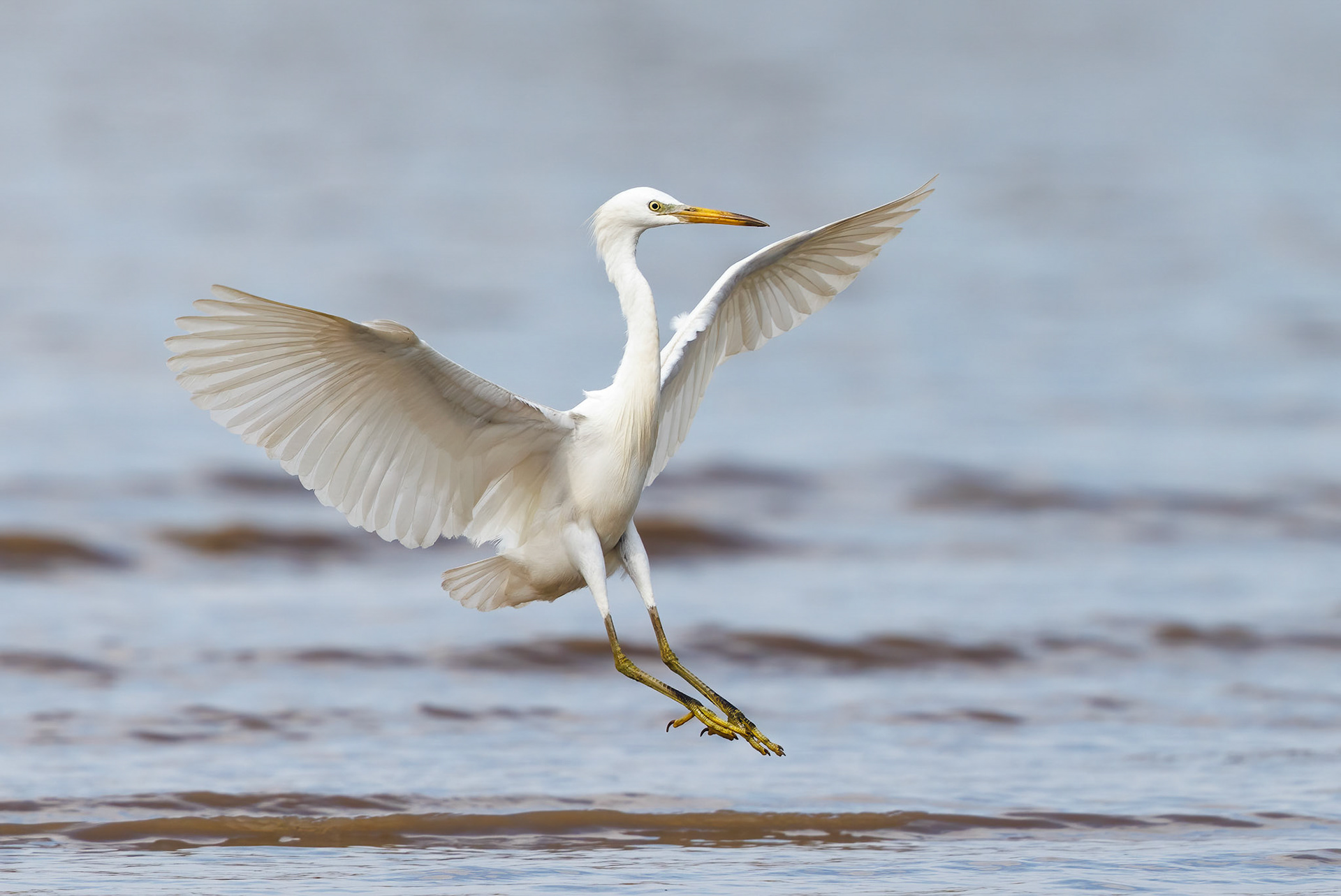 Chinese Egret
