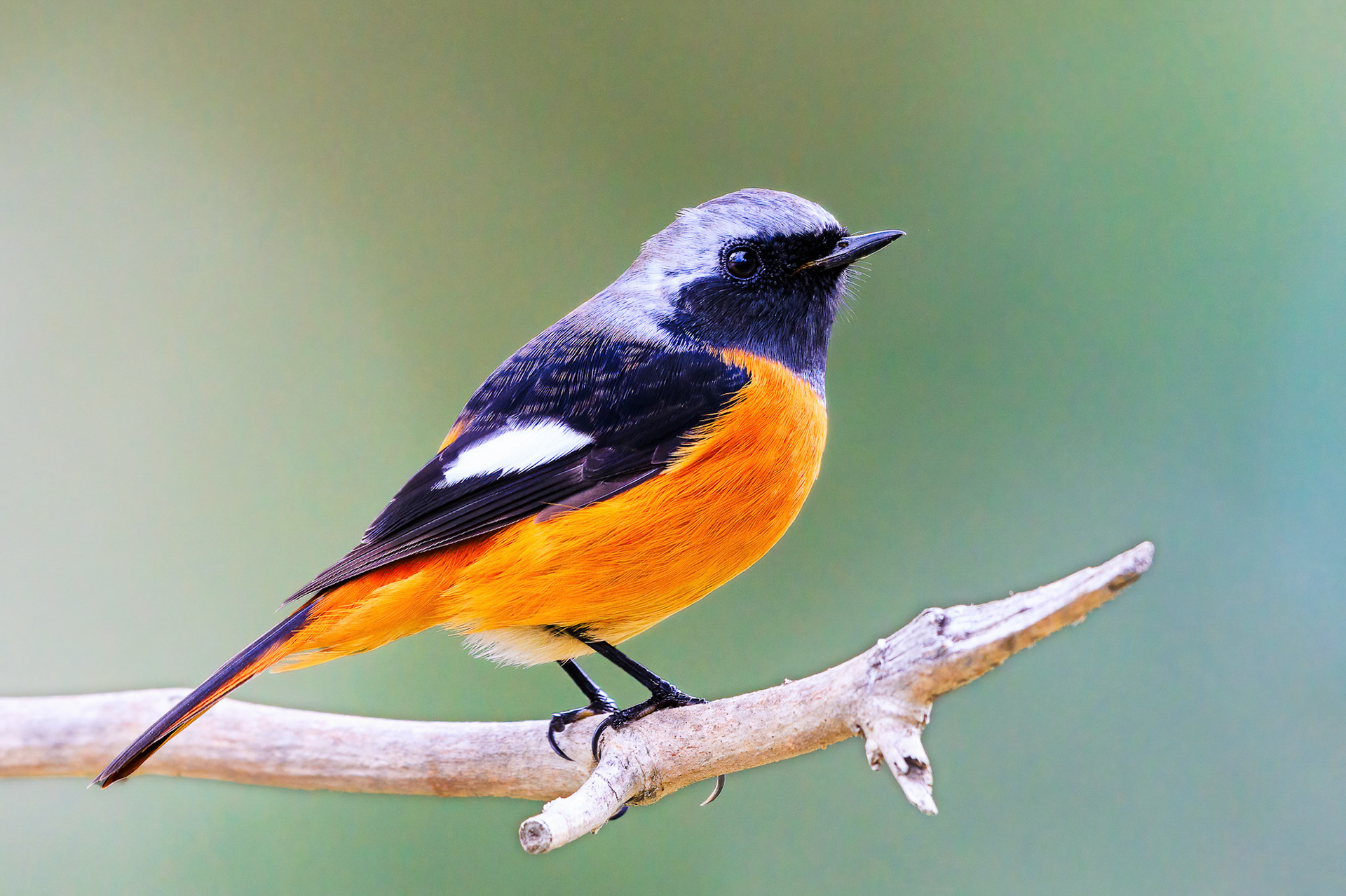 Daurian Redstart