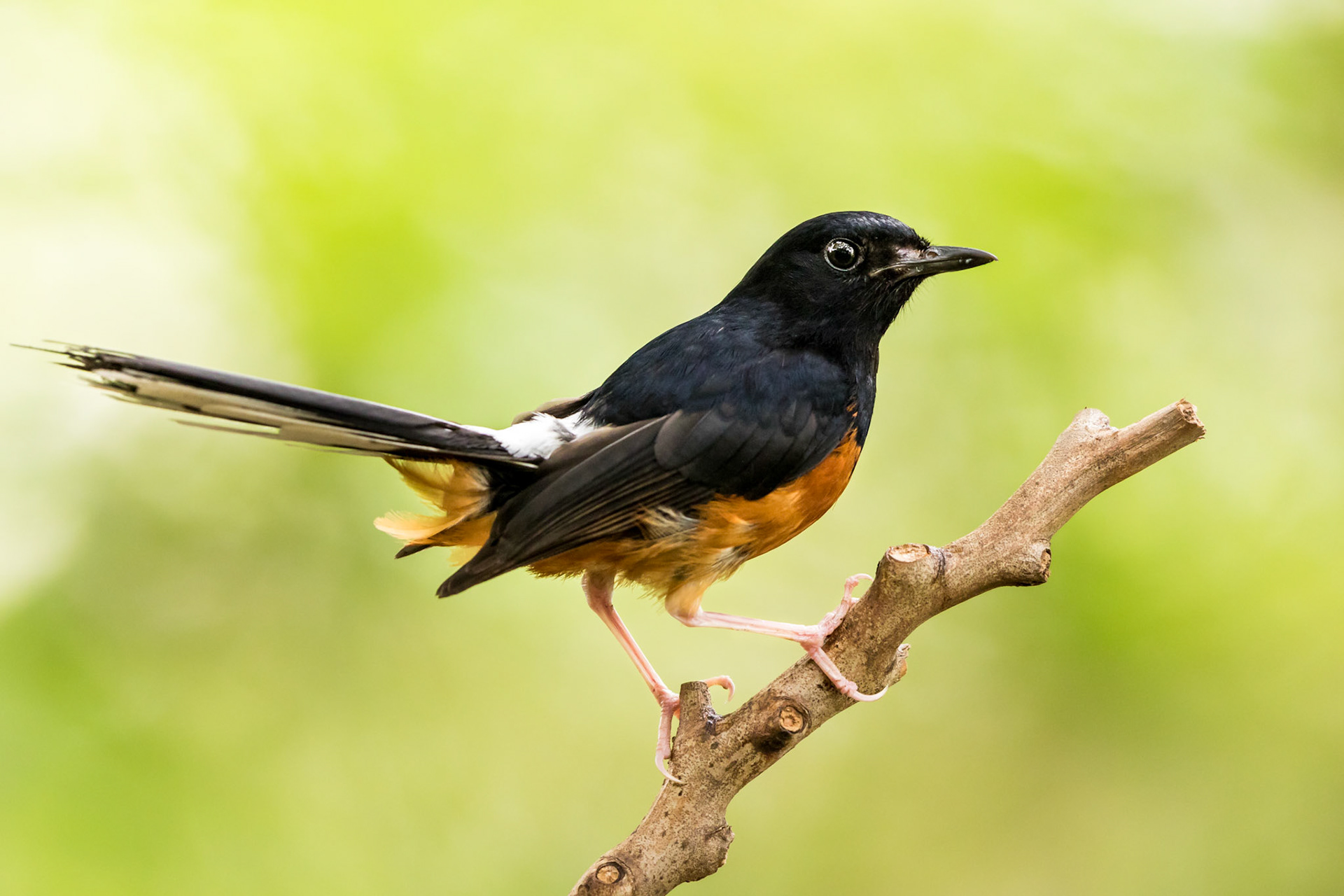 White-rumped Shama