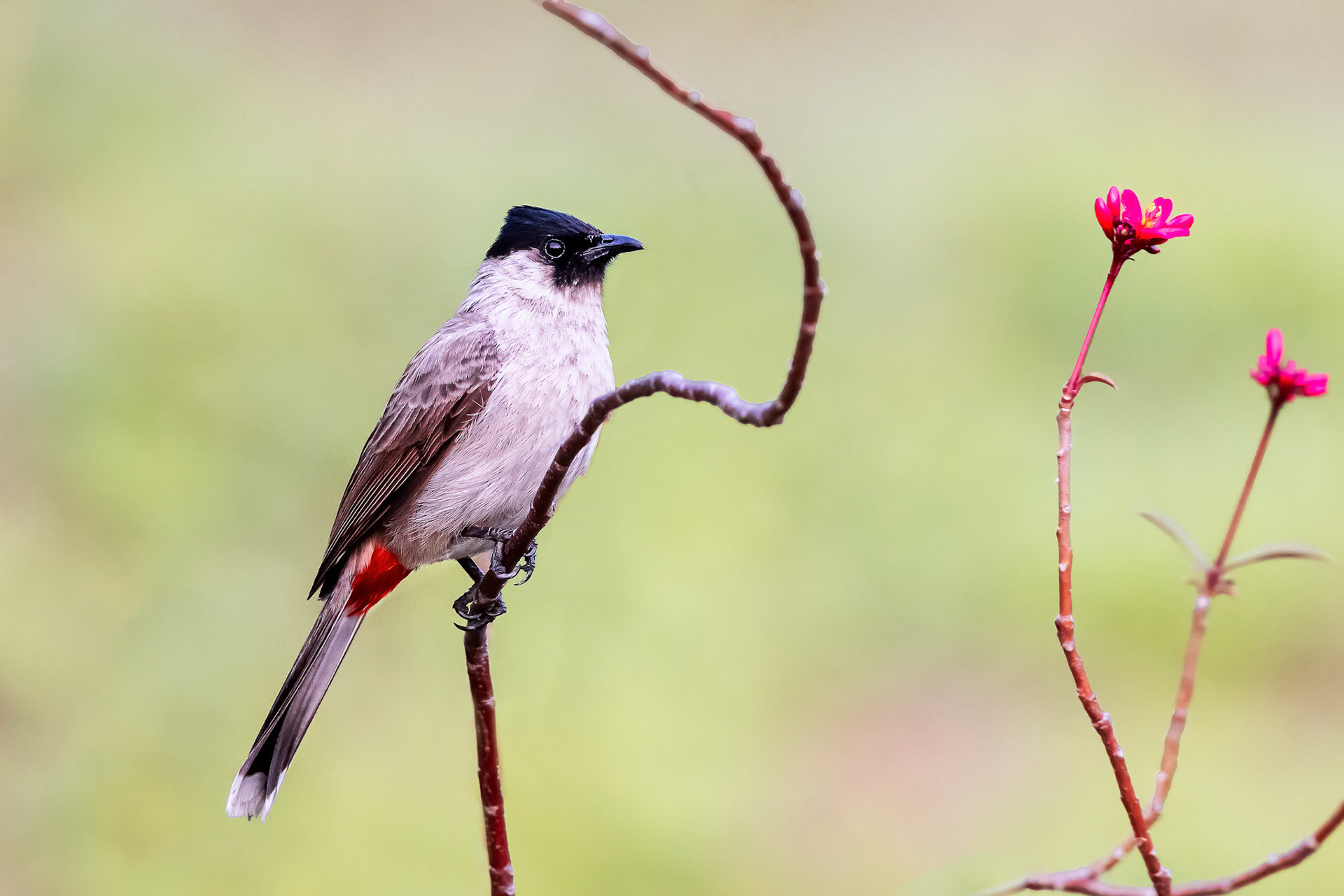 Sooty-headed Bulbul