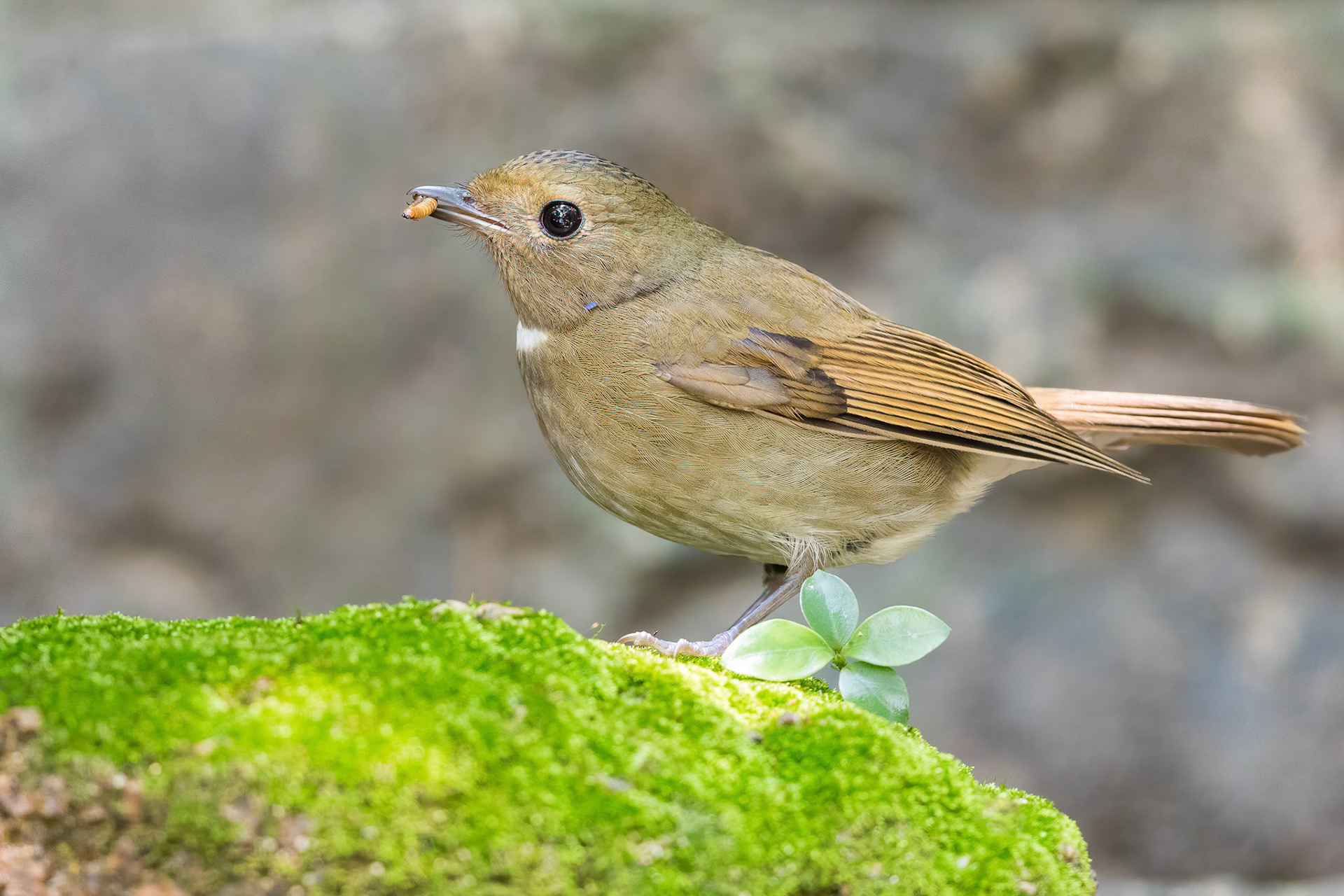 Fujian Niltava female