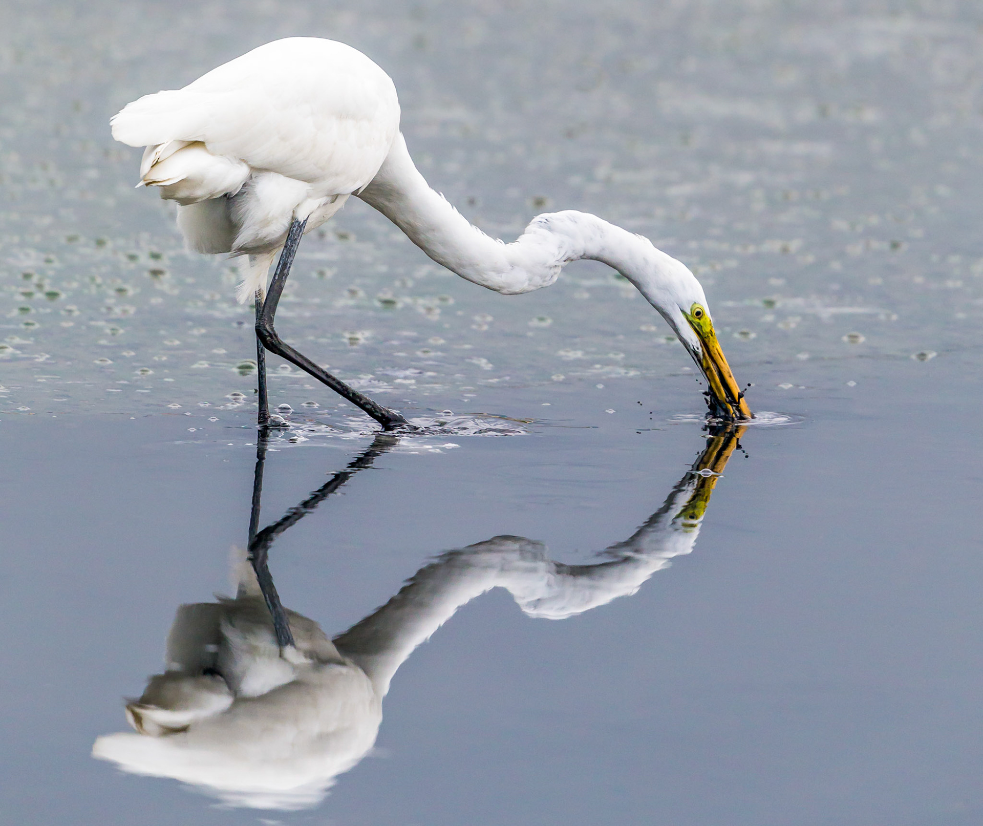 Great Egret