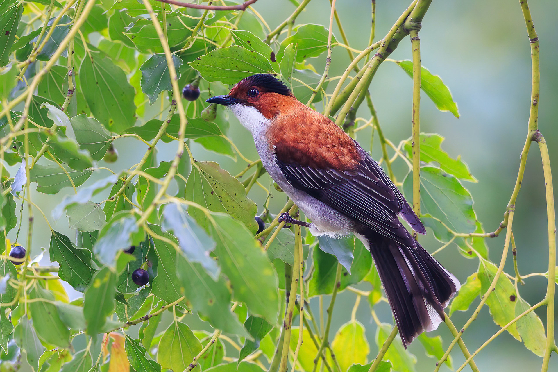 Chestnut Bulbul