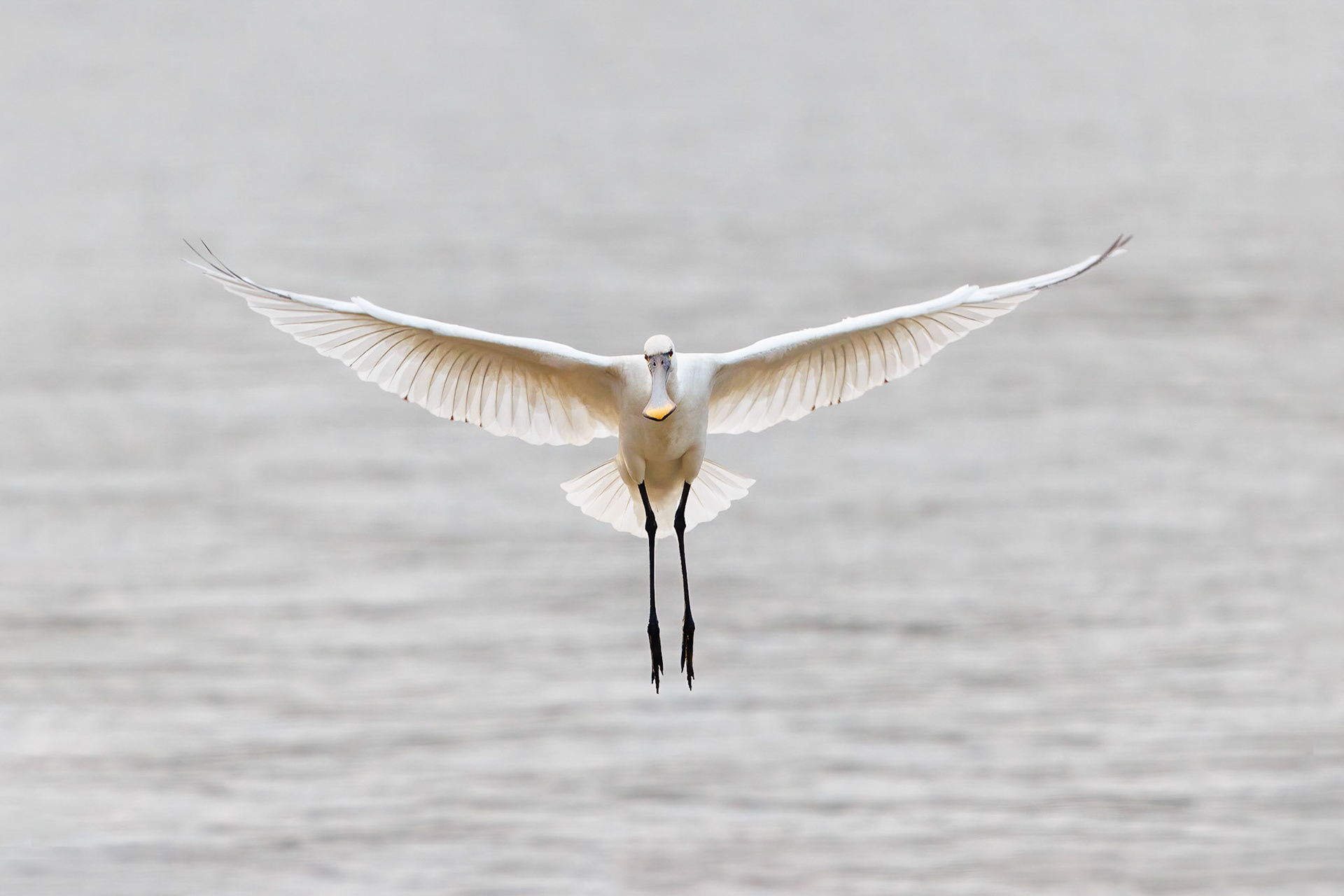 Eurasian Spoonbill