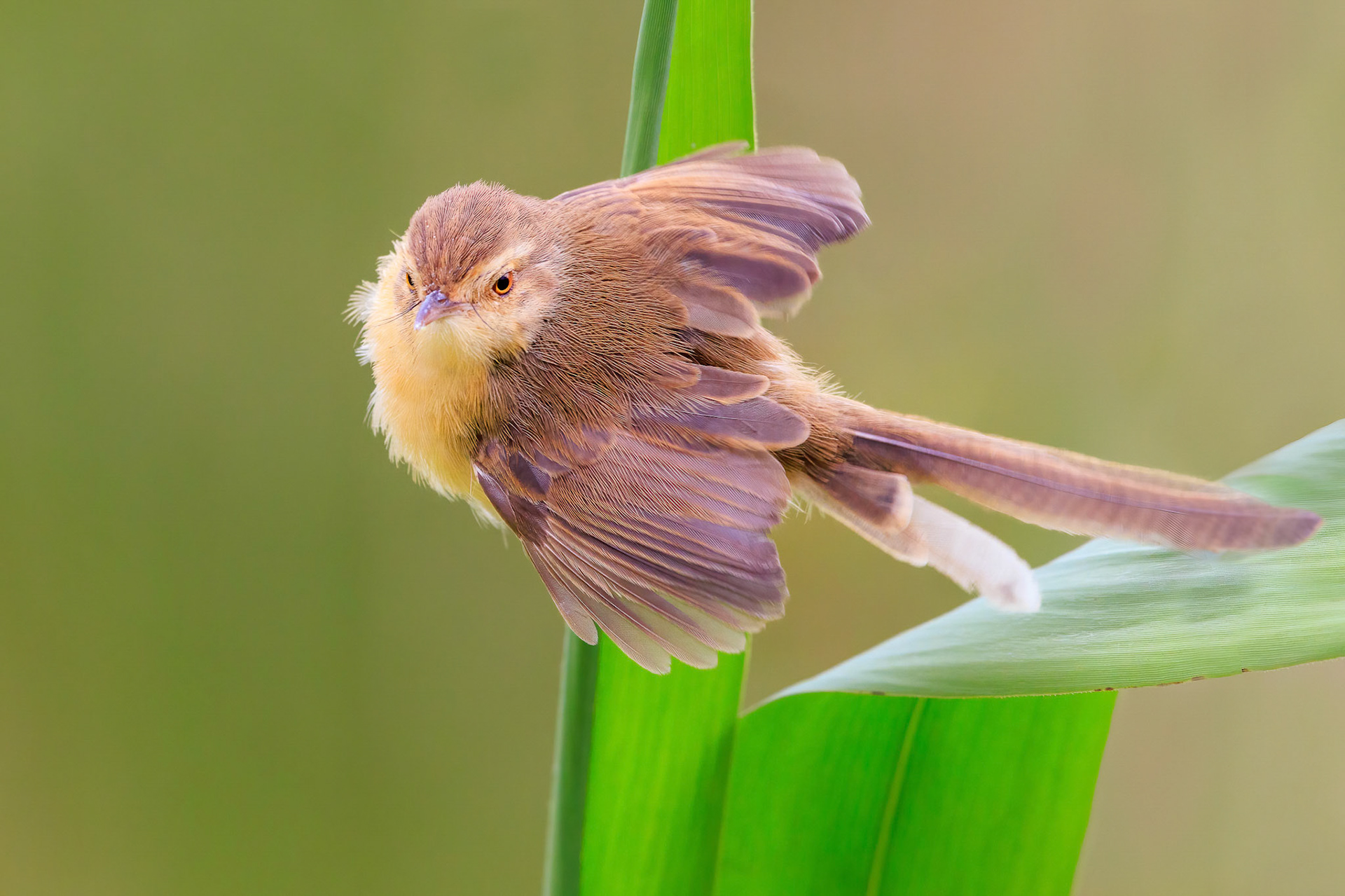 Plain Prinia