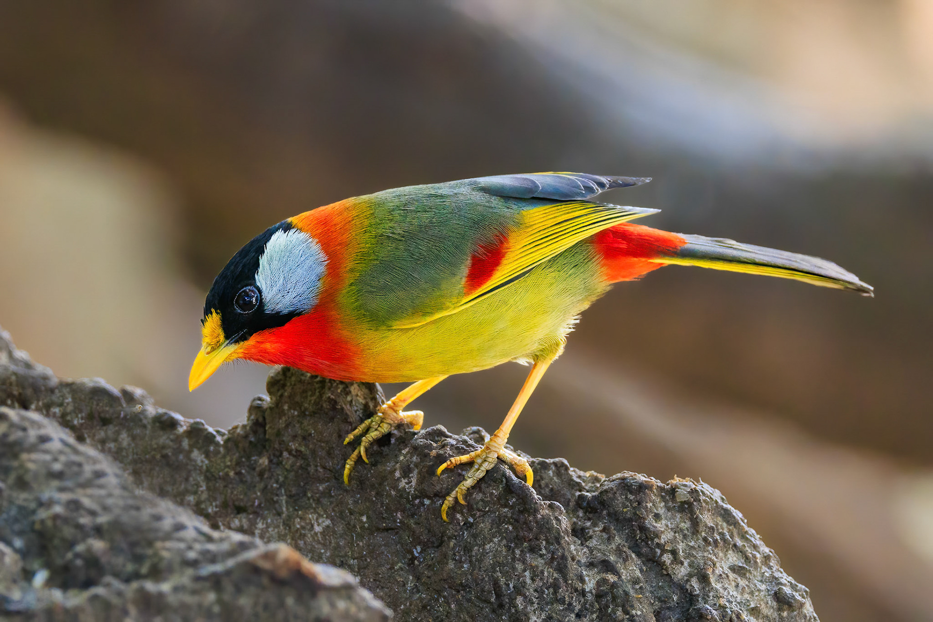 Silver-eared Mesia