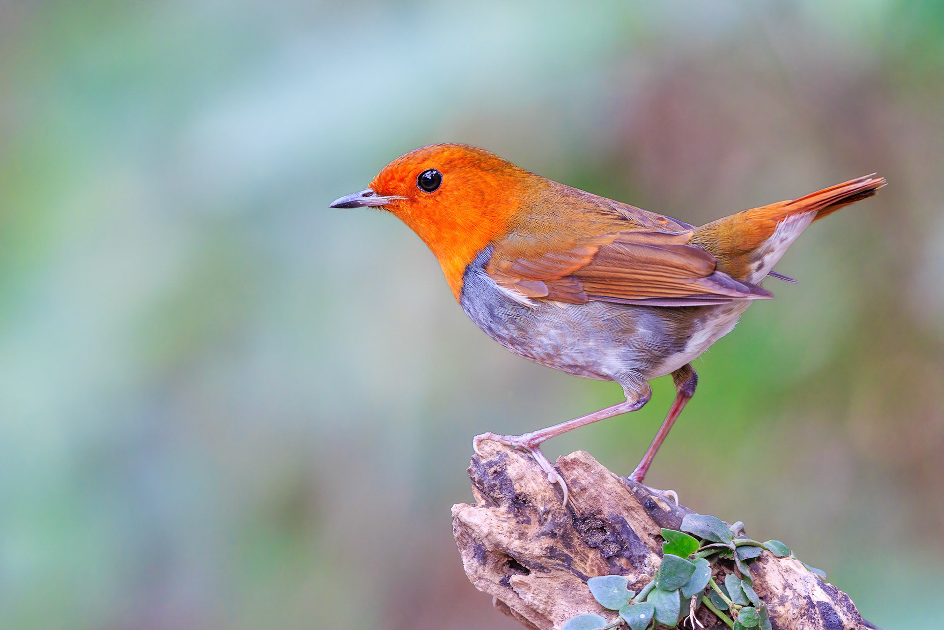 Japanese Robin